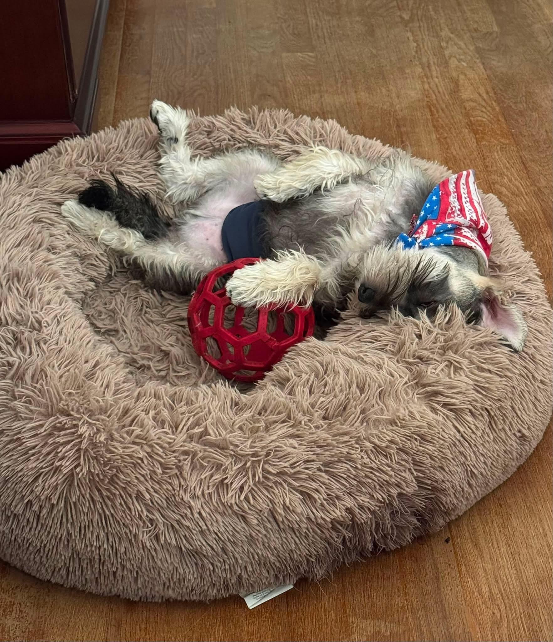 Enlarge Forrest, an adopted mixed breed in Hopewell, VA image 2/2