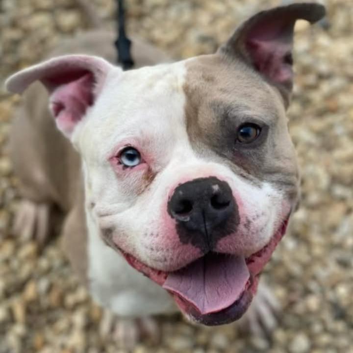 Enlarge Hercules (Pawnyo), a Adoptable mixed breed in Flintstone, MD image 1/6