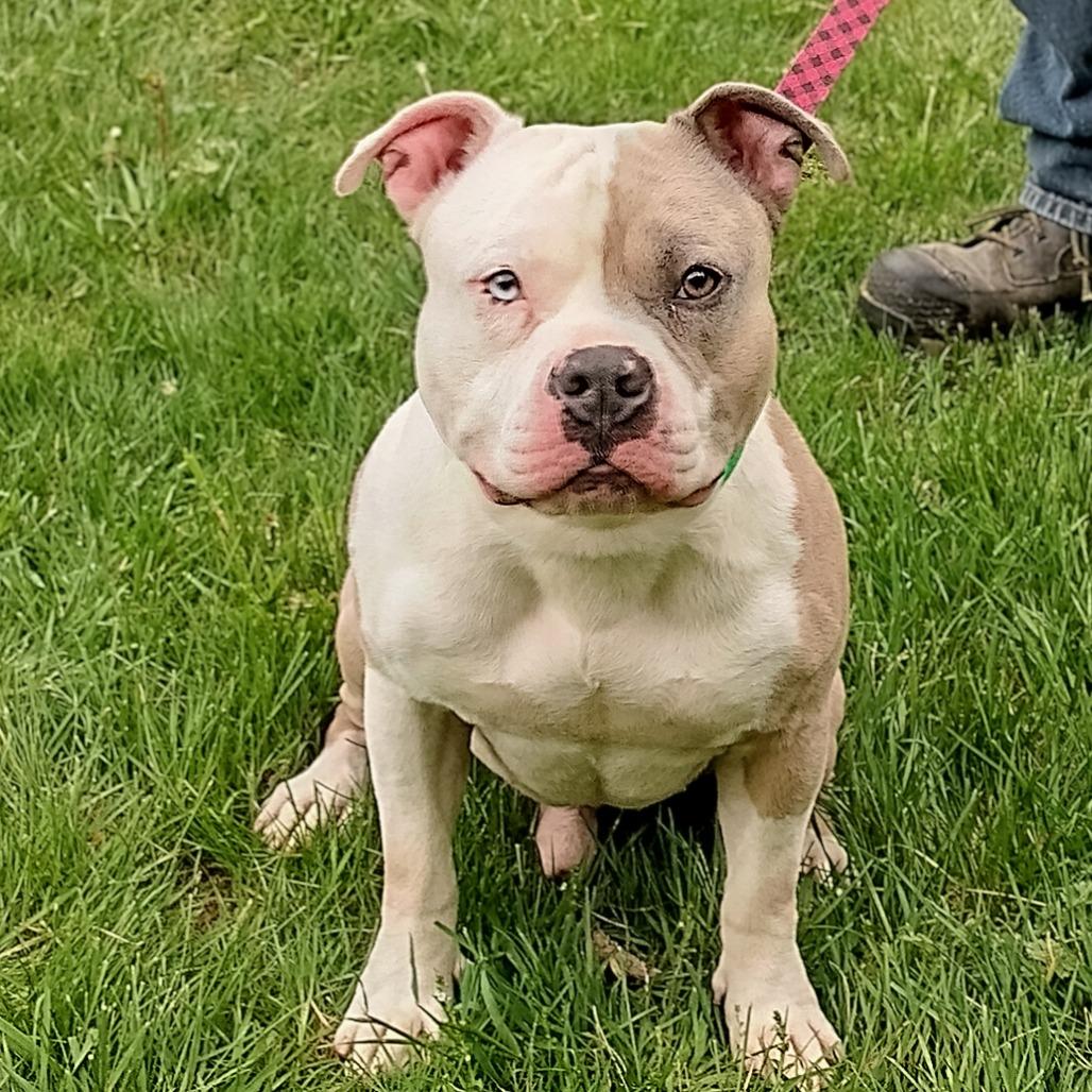 Enlarge Hercules (Pawnyo), a Adoptable mixed breed in Flintstone, MD image 2/6