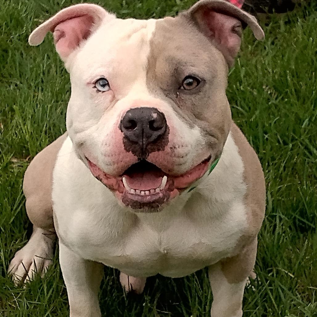 Enlarge Hercules, a Adoptable mixed breed in Flintstone, MD image 4/6