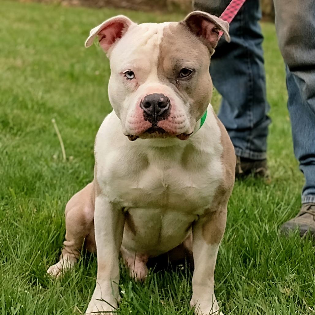 Hercules (Pawnyo), Adoptable, Adult Male Pit Bull Terrier & Mixed Breed.