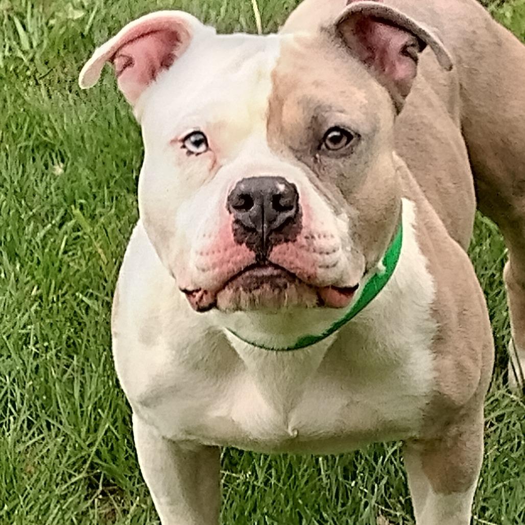 Enlarge Hercules (Pawnyo), a Adoptable mixed breed in Flintstone, MD image 5/6