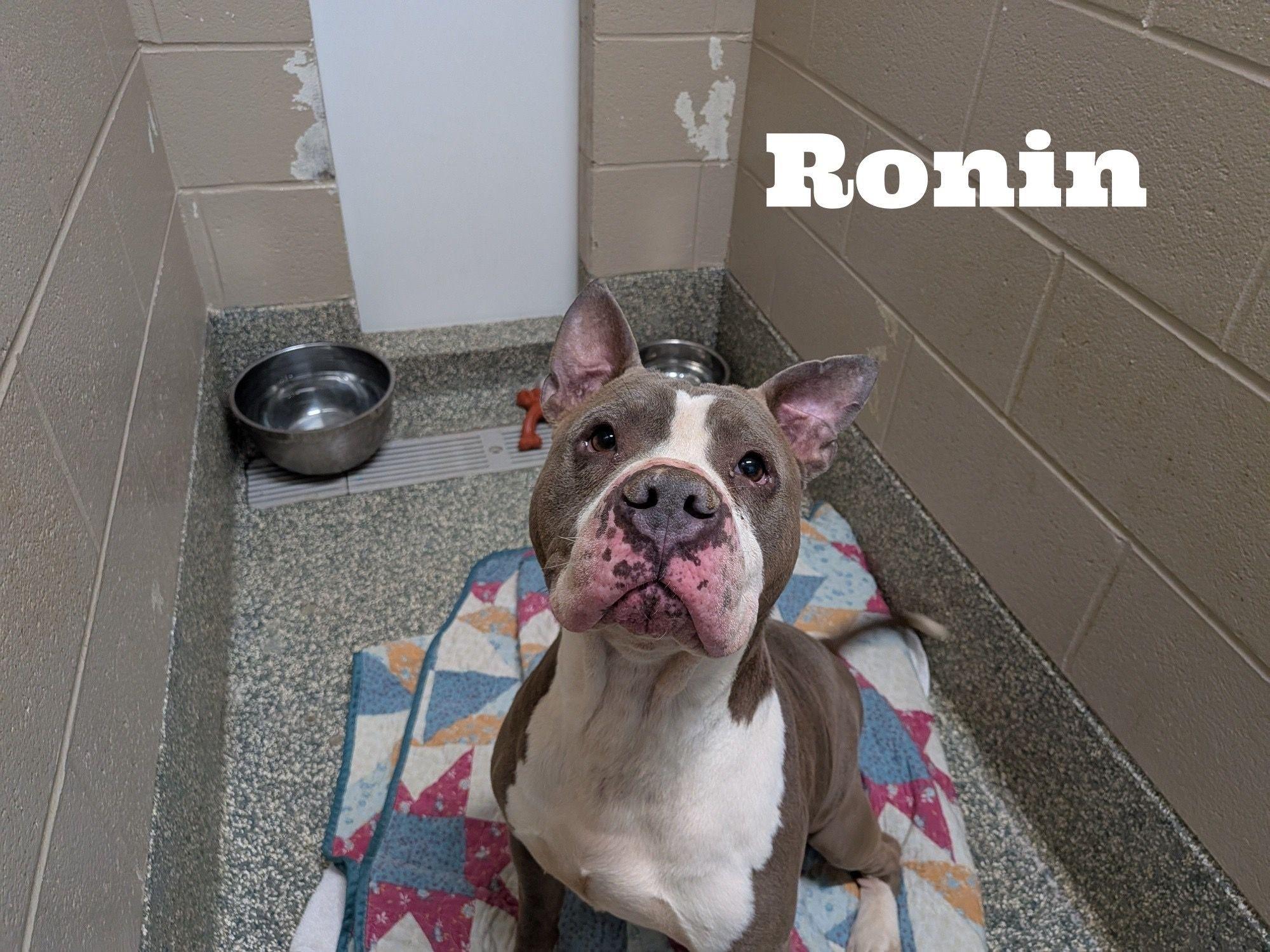 Enlarge Ronin, an adopted American Staffordshire Terrier in Watertown, WI image 1/1
