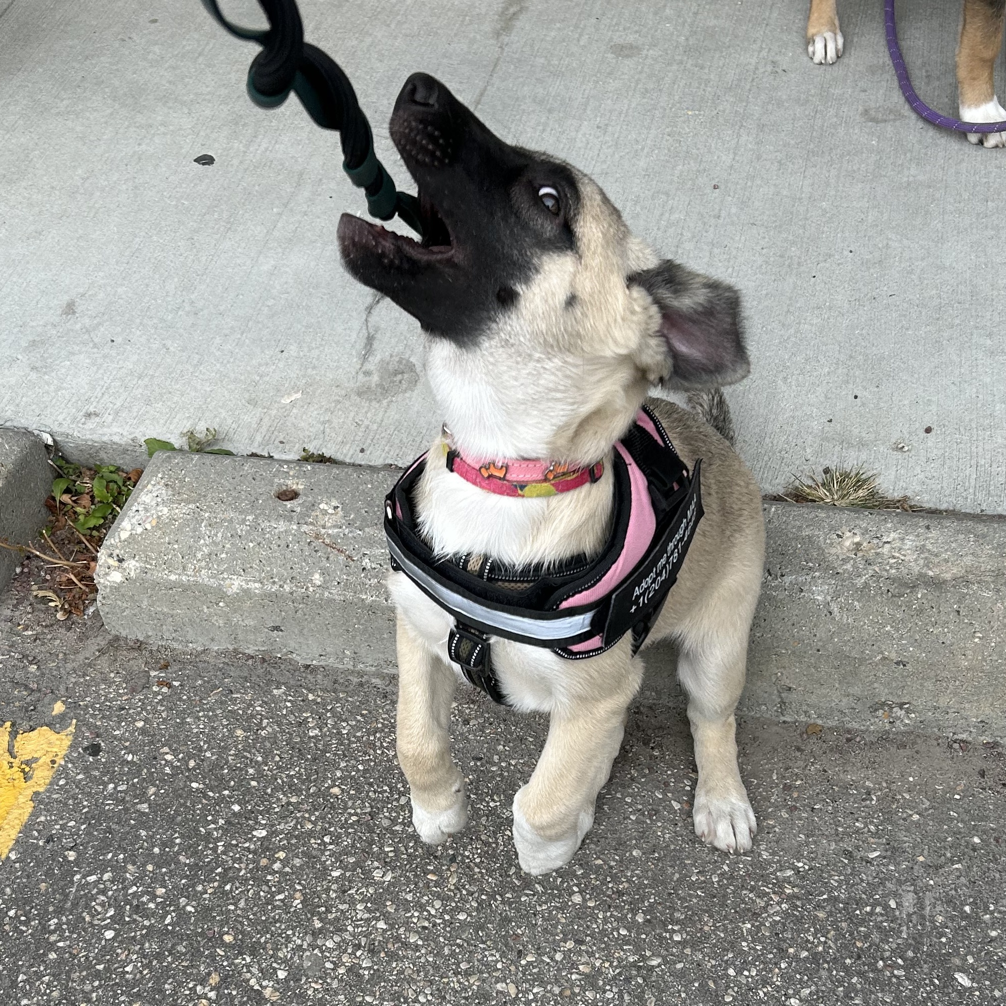 Dog for adoption Junie Bug, a Shepherd Mix in Winnipeg, MB Petfinder