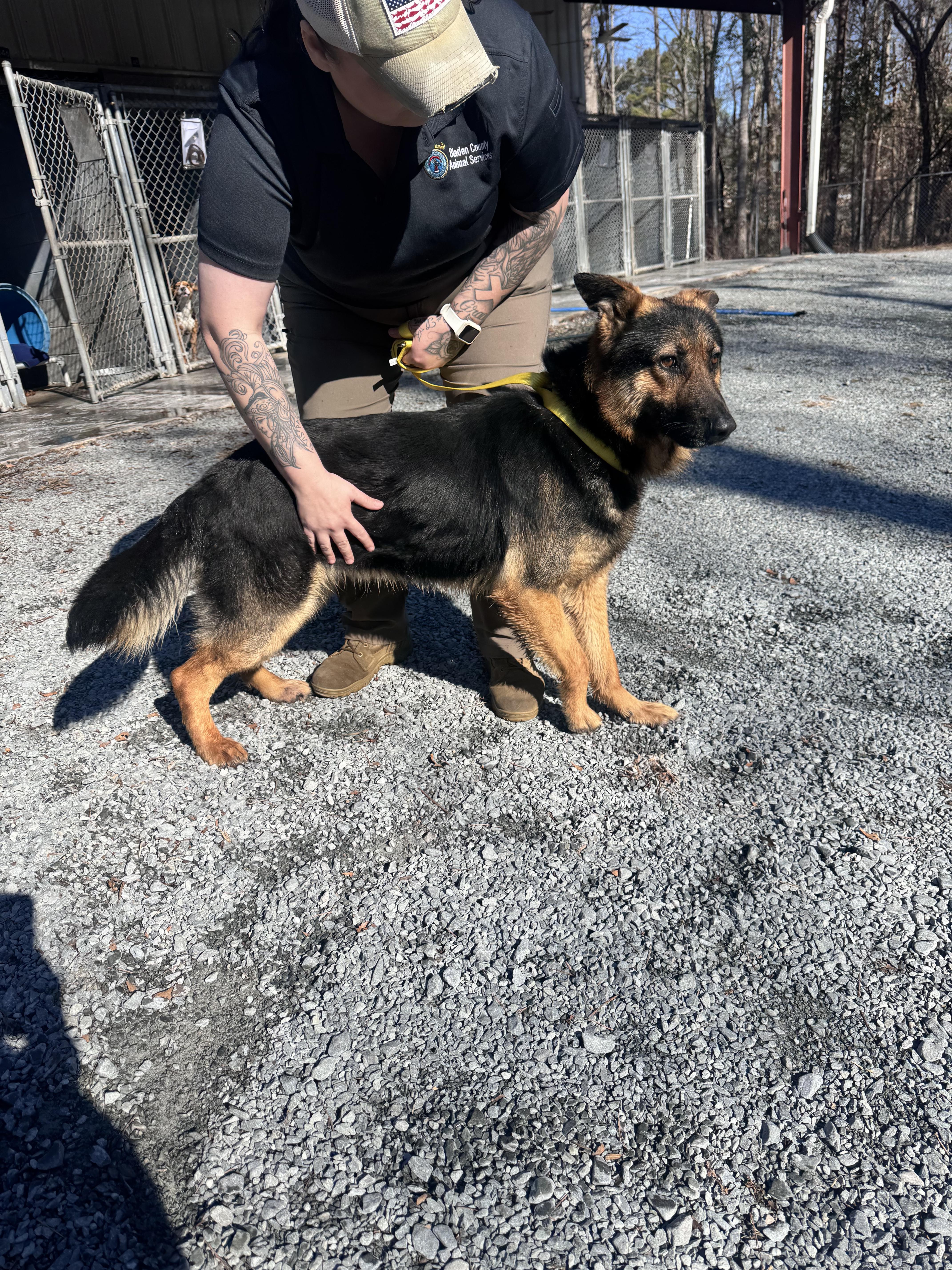 Trooper, ADOPTABLE, Adult Male German Shepherd Dog.