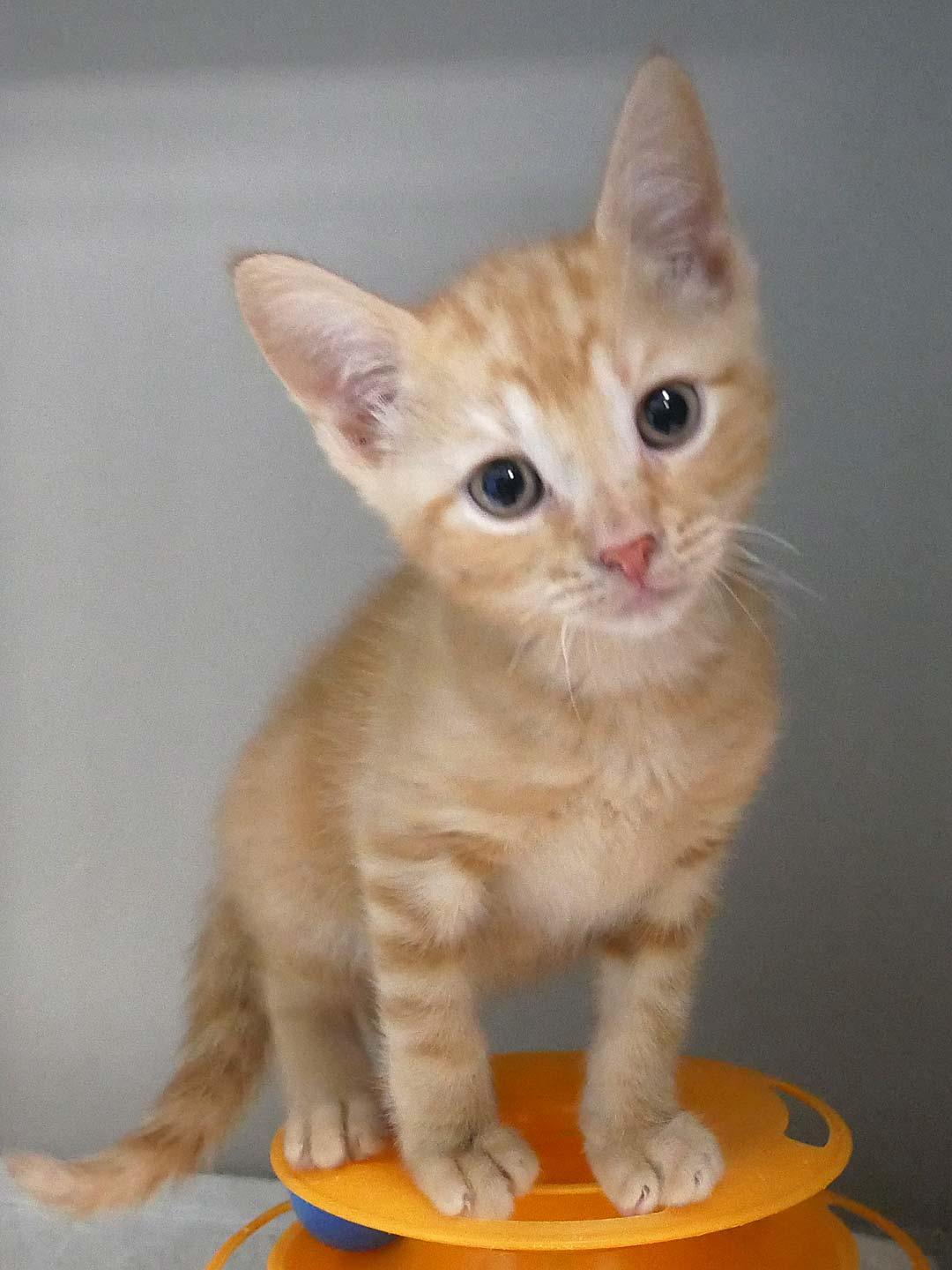 Deputy, ADOPTABLE, Kitten Male Domestic Short Hair & Tabby.