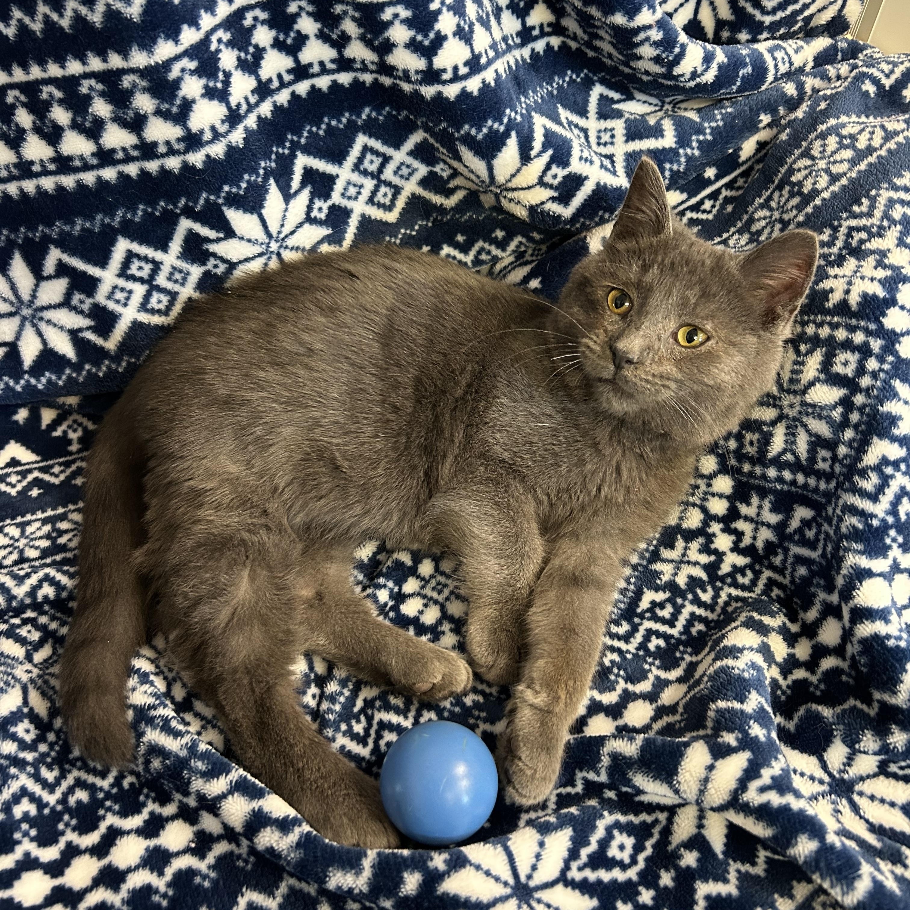 Hippo, a ADOPTABLE Domestic Short Hair in St. Clair, MI image 2/3