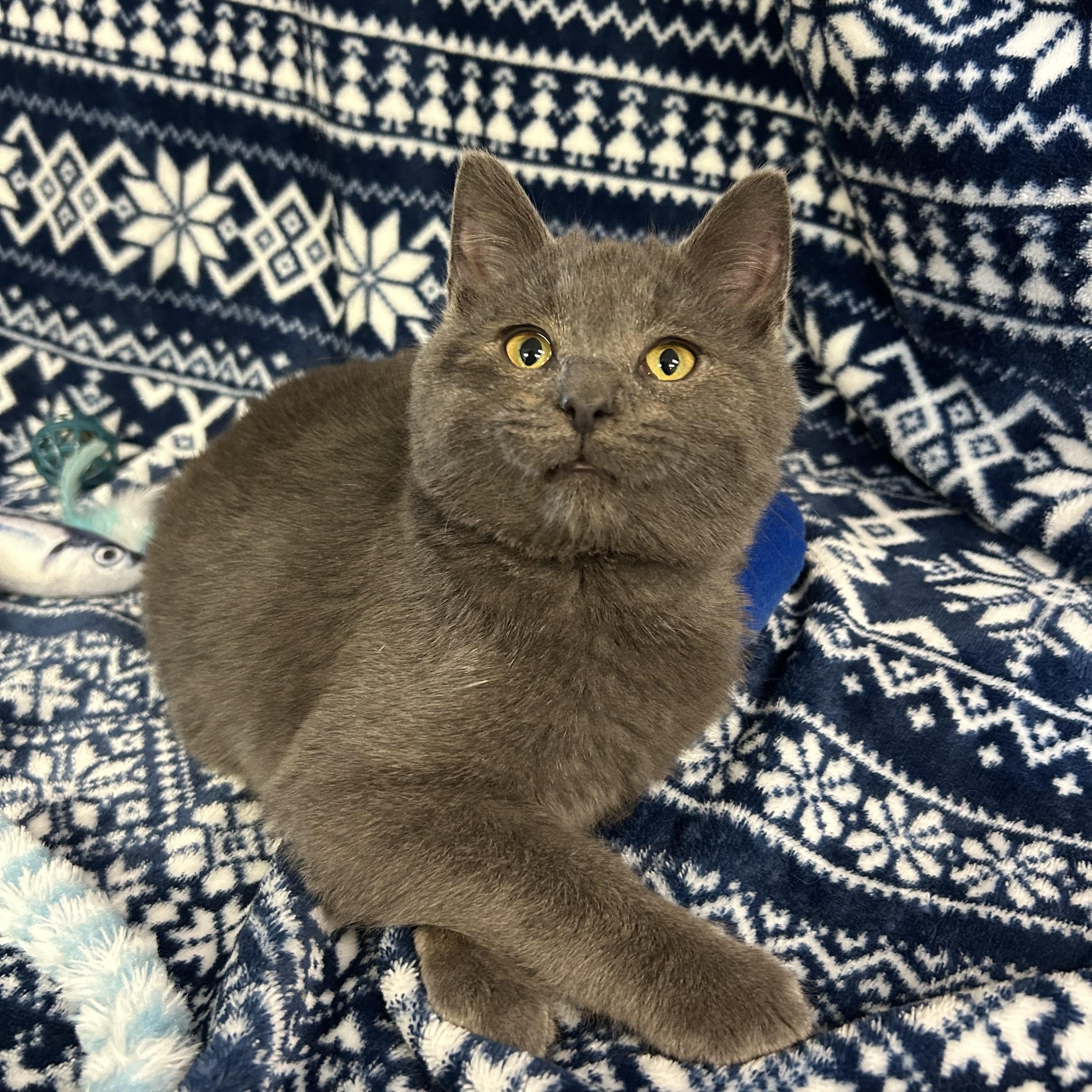 Hippo, a ADOPTABLE Domestic Short Hair in St. Clair, MI image 1/3