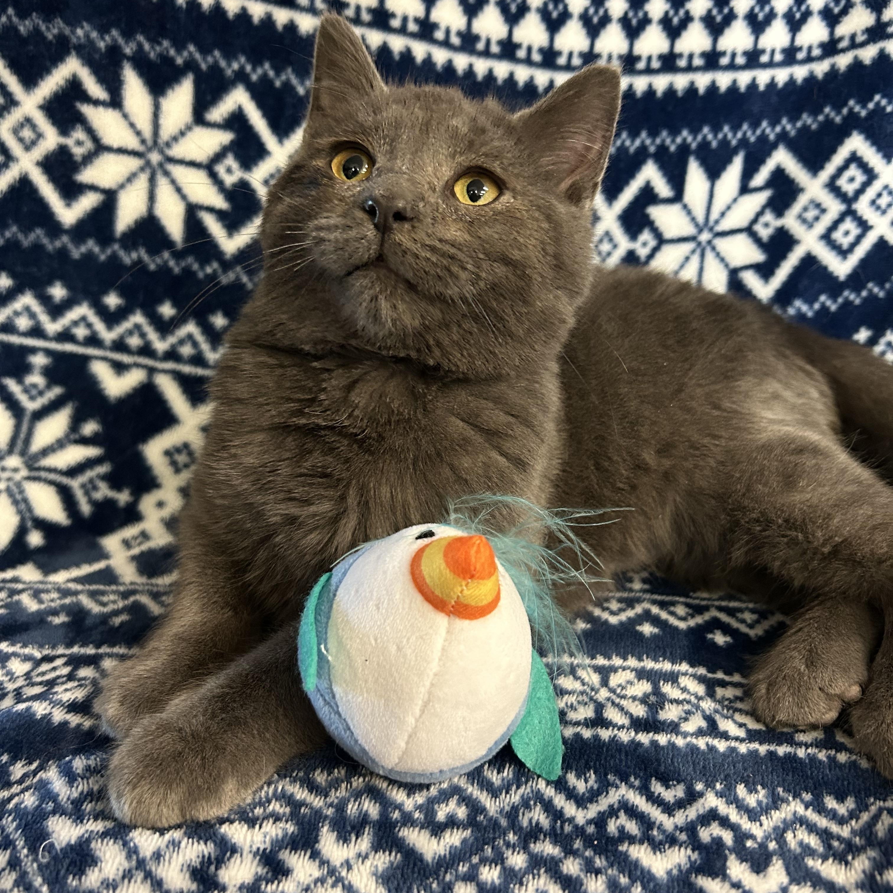 Hippo, a ADOPTABLE Domestic Short Hair in St. Clair, MI image 3/3