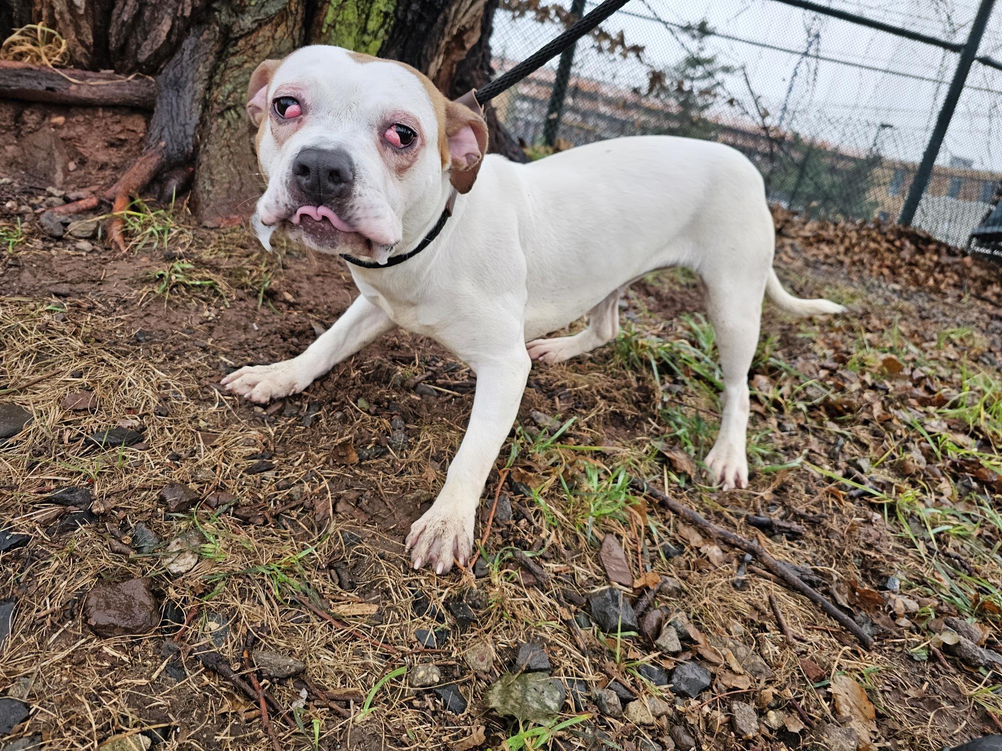 Bugsy, Adoptable, Young Female Pit Bull Terrier.