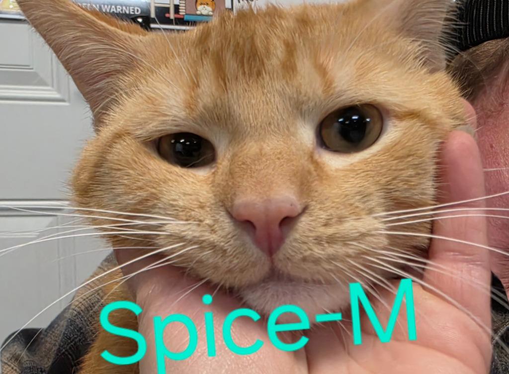 Spice, a Adoptable Domestic Short Hair in Cloquet, MN image 1/3