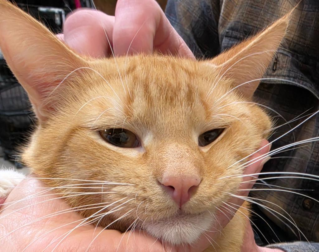 Spice, a Adoptable Domestic Short Hair in Cloquet, MN image 2/3