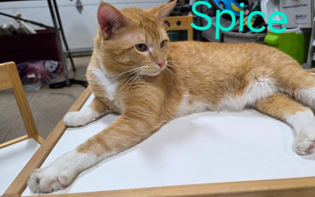 Spice, a Adoptable Domestic Short Hair in Cloquet, MN image 3/3