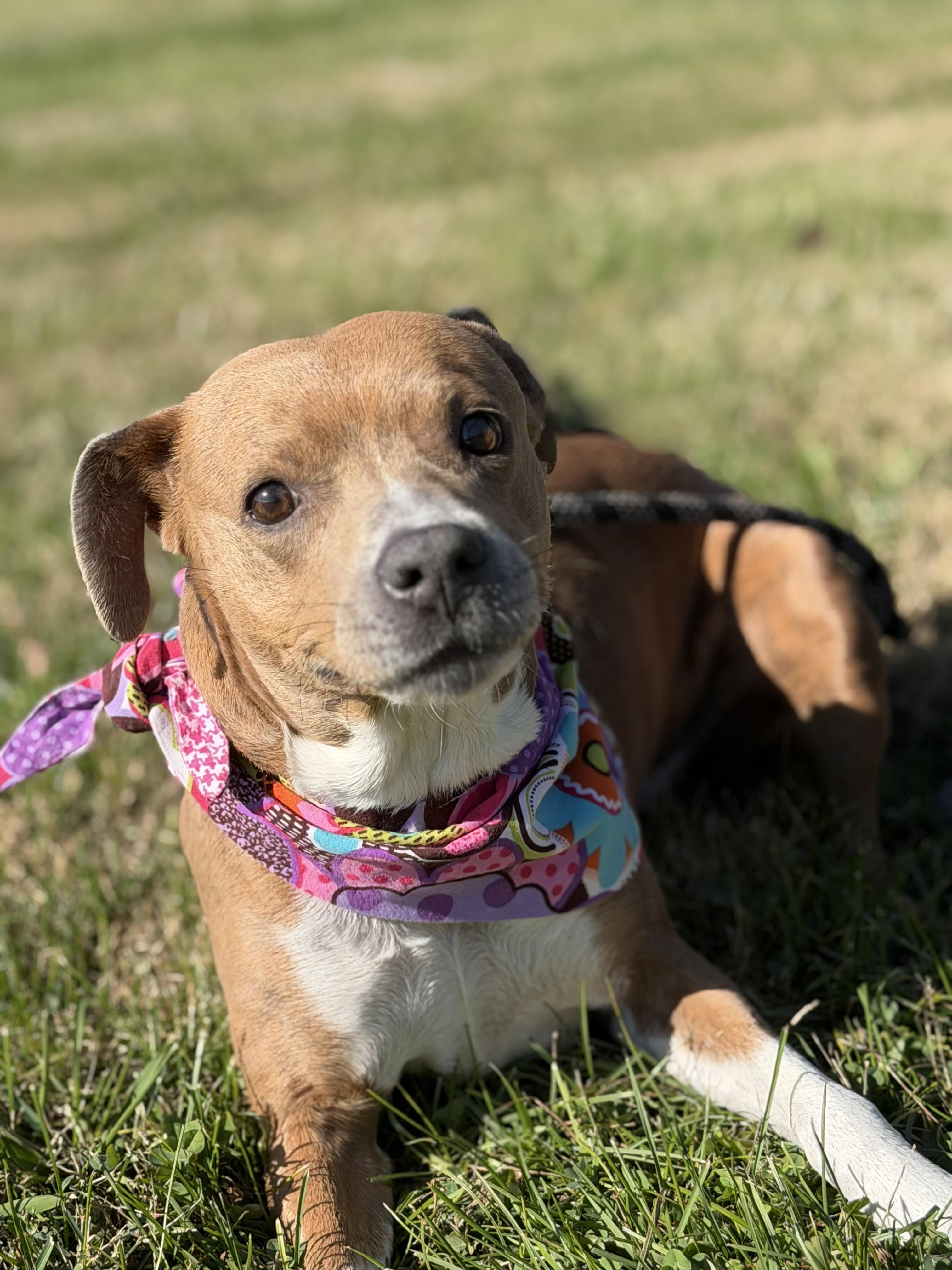 Cashmere, a Adoptable mixed breed in Maryville, TN image 1/6