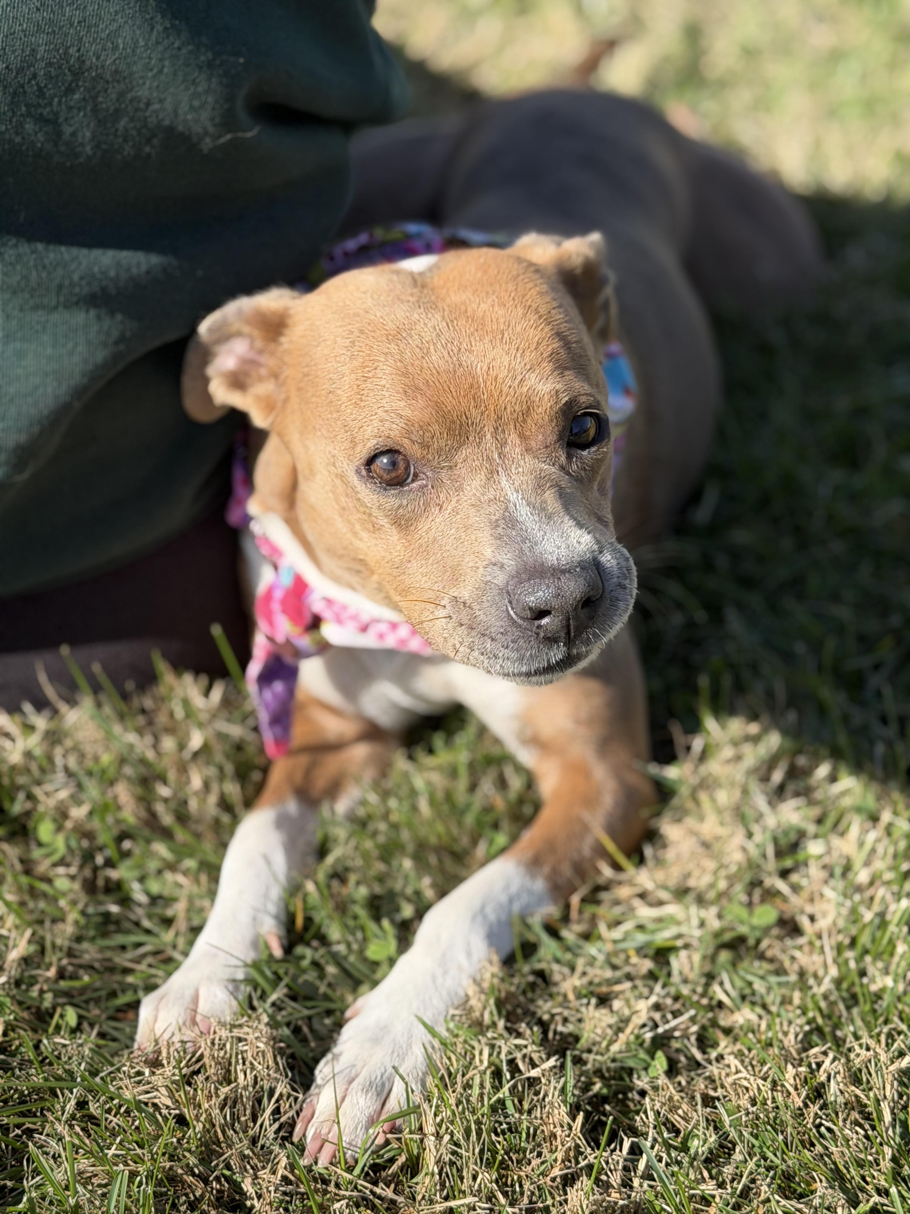 Cashmere, a Adoptable mixed breed in Maryville, TN image 4/6