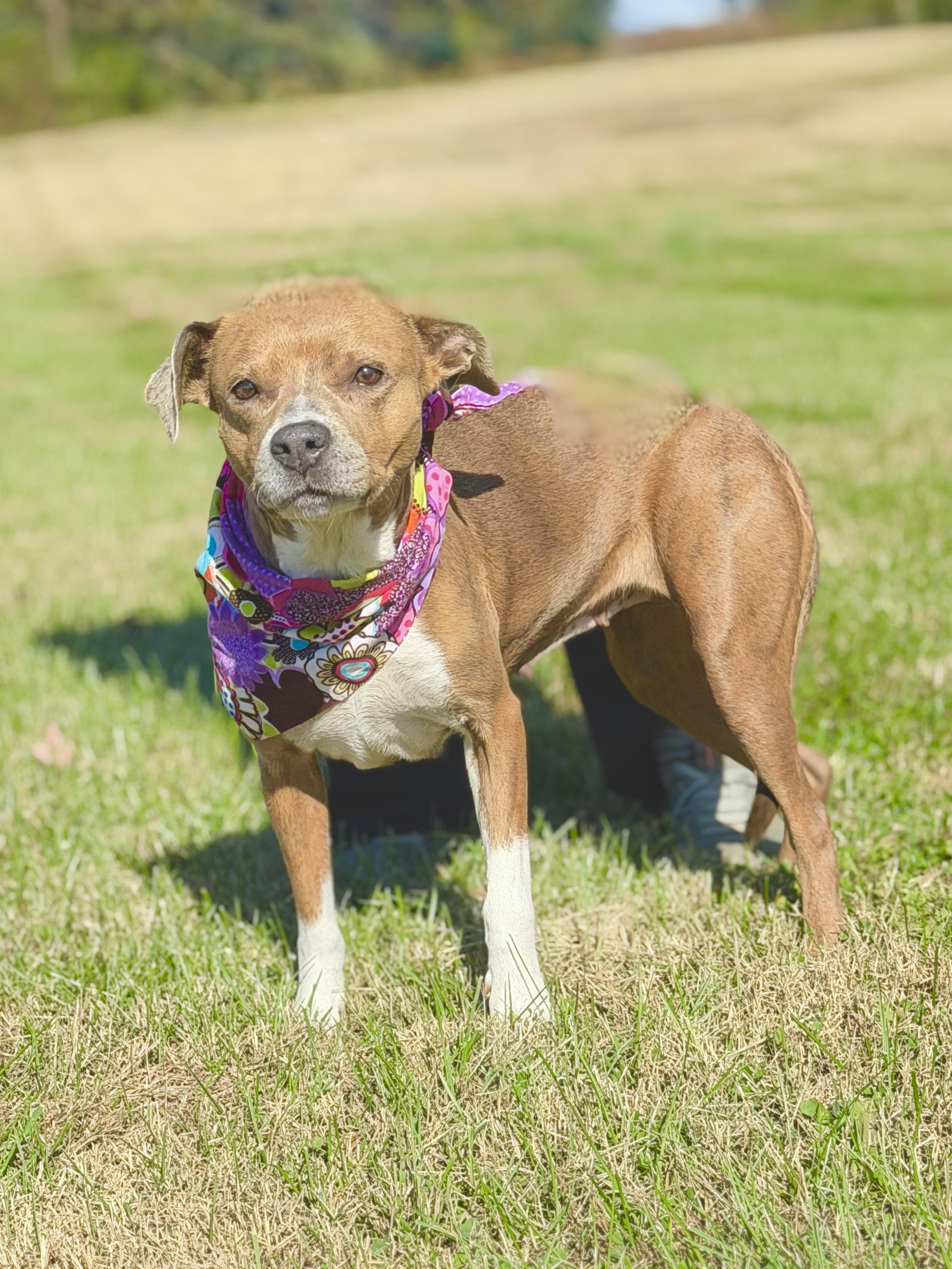 Cashmere, a Adoptable mixed breed in Maryville, TN image 5/6