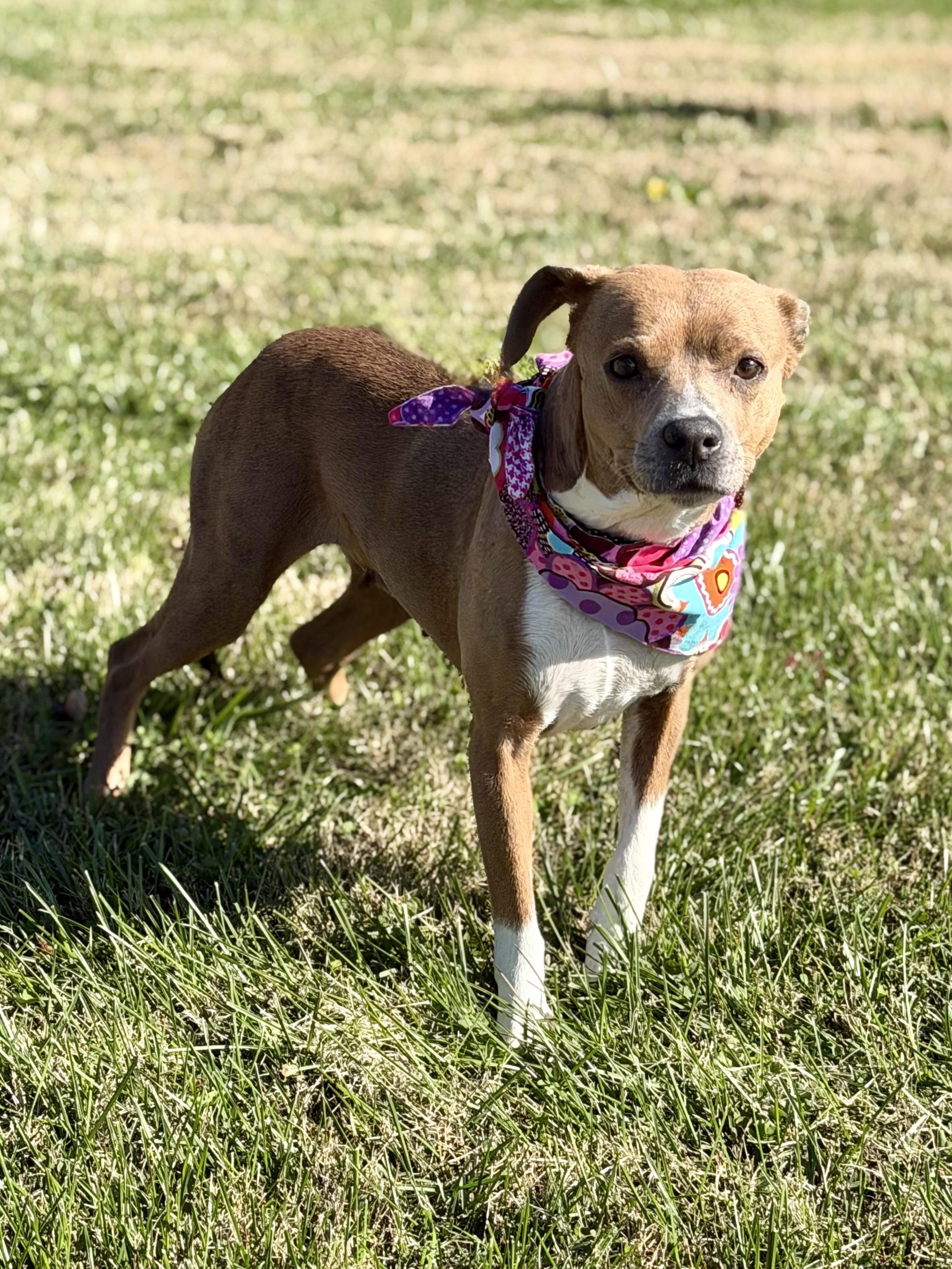 Cashmere, a Adoptable mixed breed in Maryville, TN image 6/6
