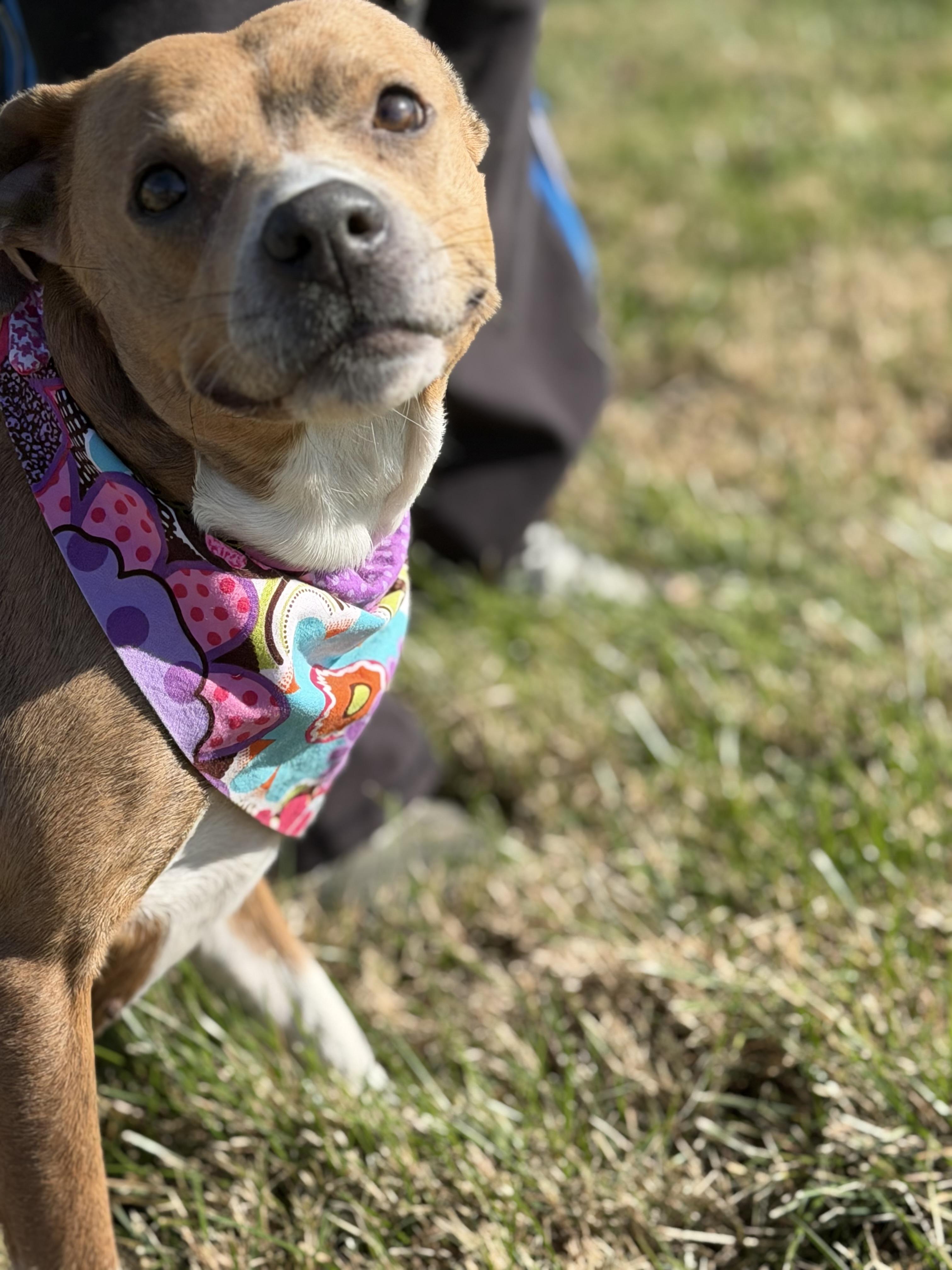 Cashmere, a Adoptable mixed breed in Maryville, TN image 2/6