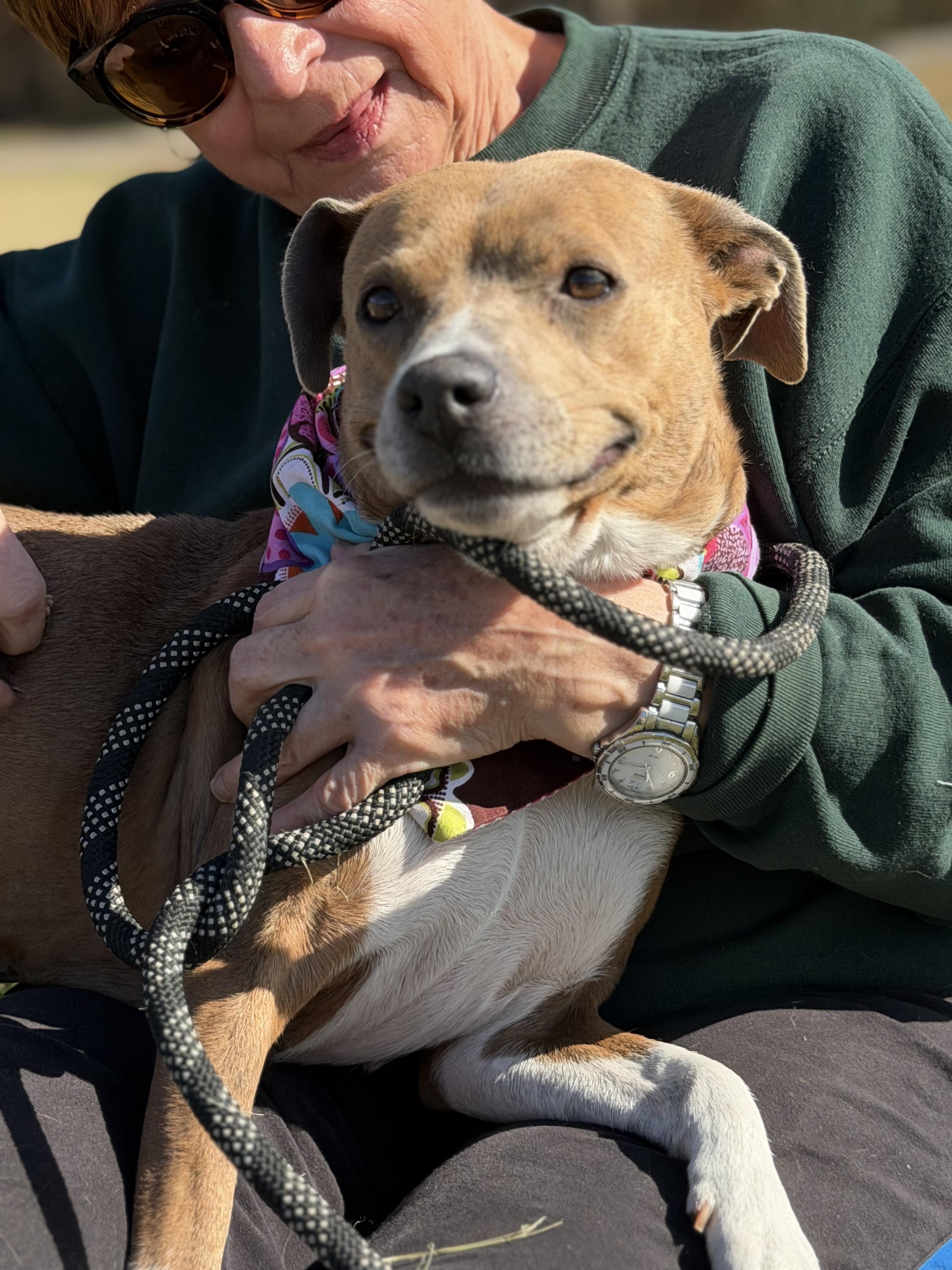 Cashmere, a Adoptable mixed breed in Maryville, TN image 3/6
