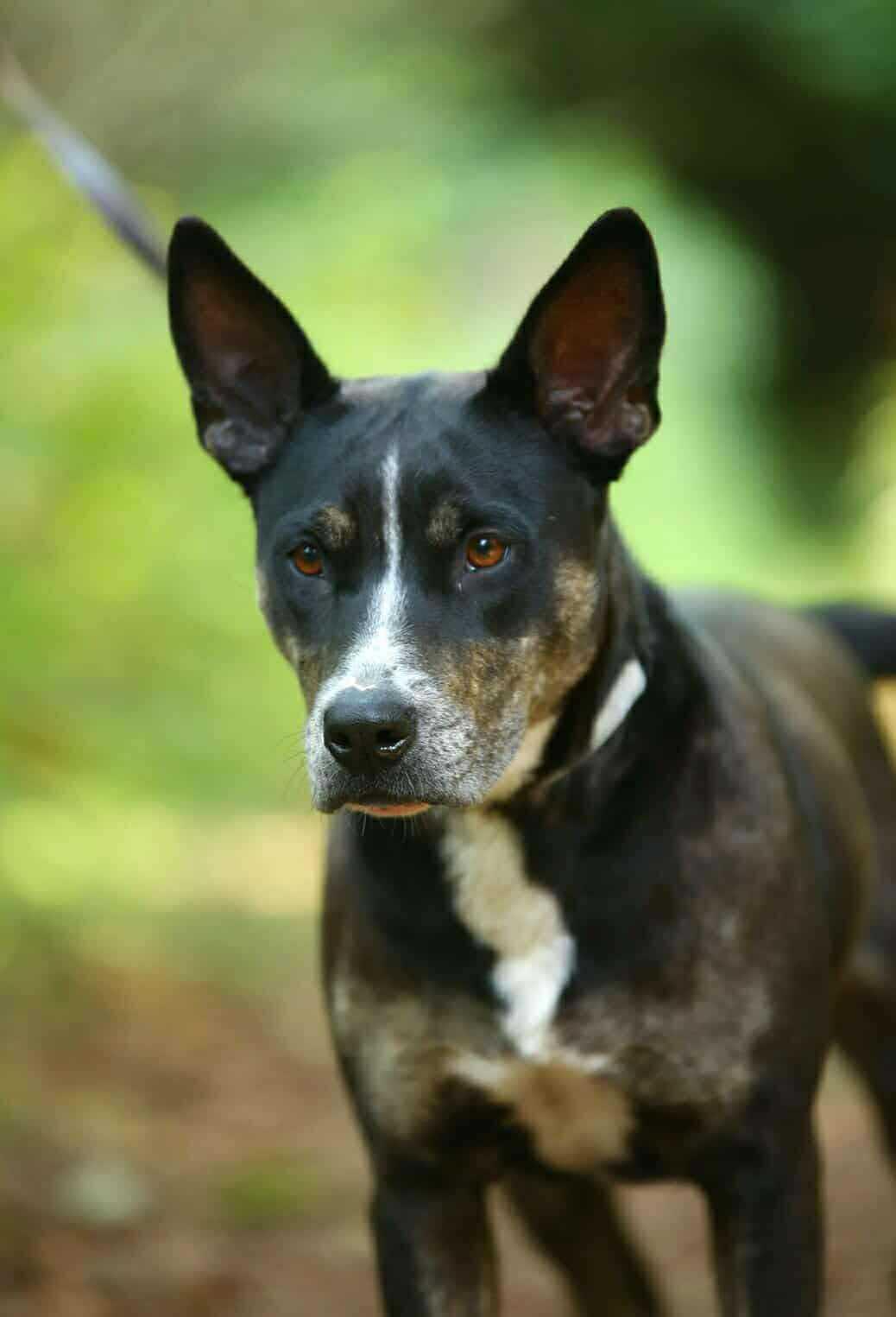 Enlarge Ravioli, a Adoptable Mixed Breed in Vancouver, WA image 2/5