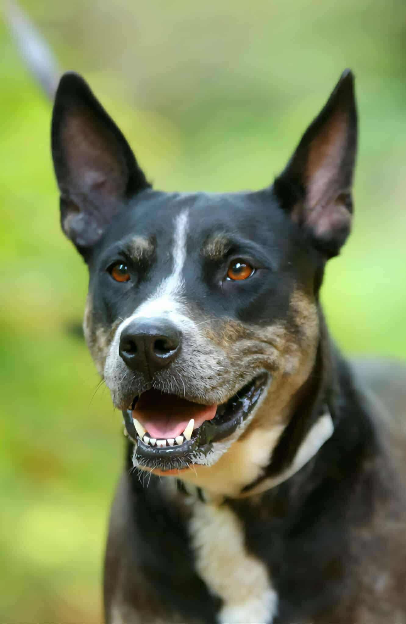 Ravioli, Adoptable, Young Female Mixed Breed.
