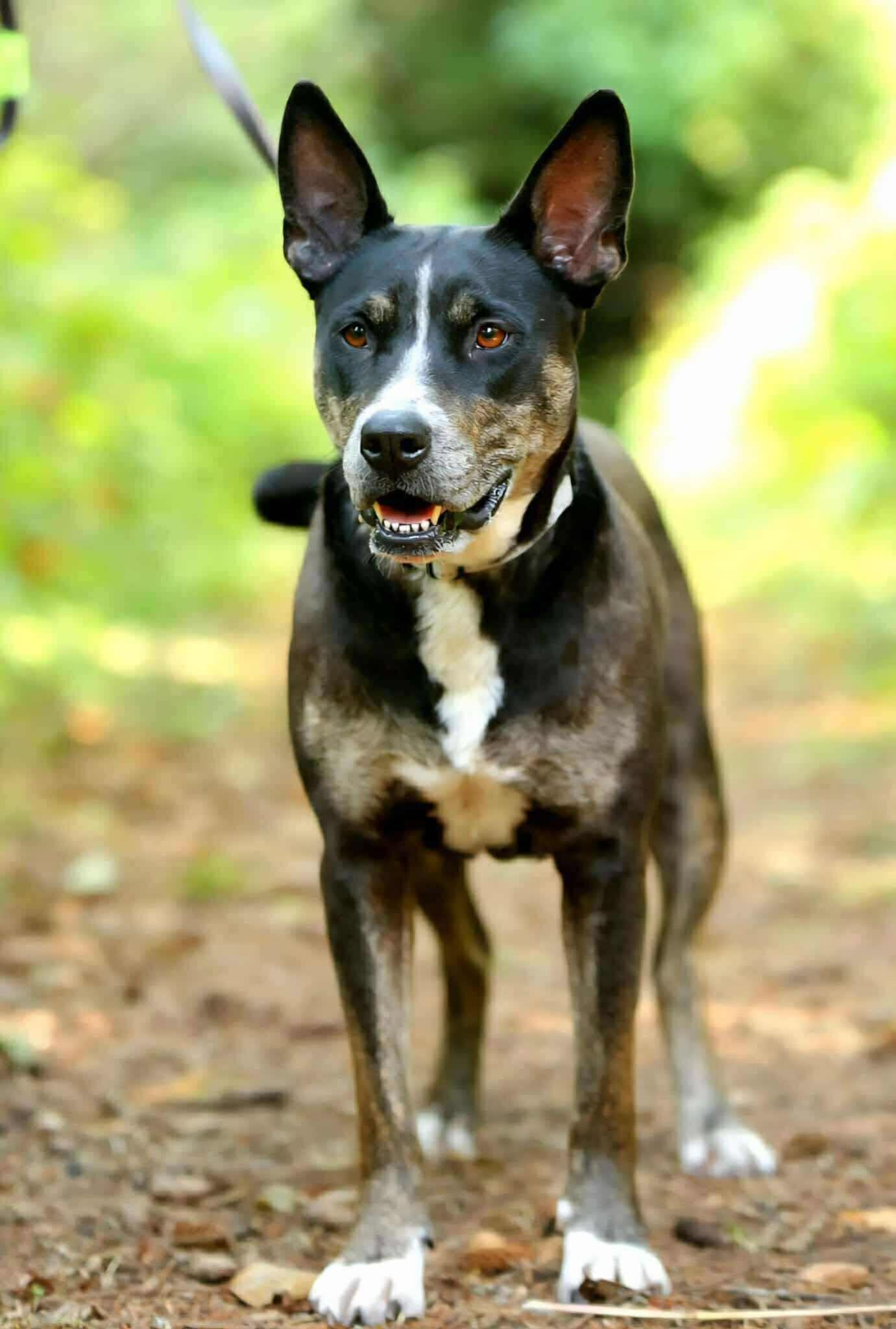 Enlarge Ravioli, a Adoptable Mixed Breed in Vancouver, WA image 3/5