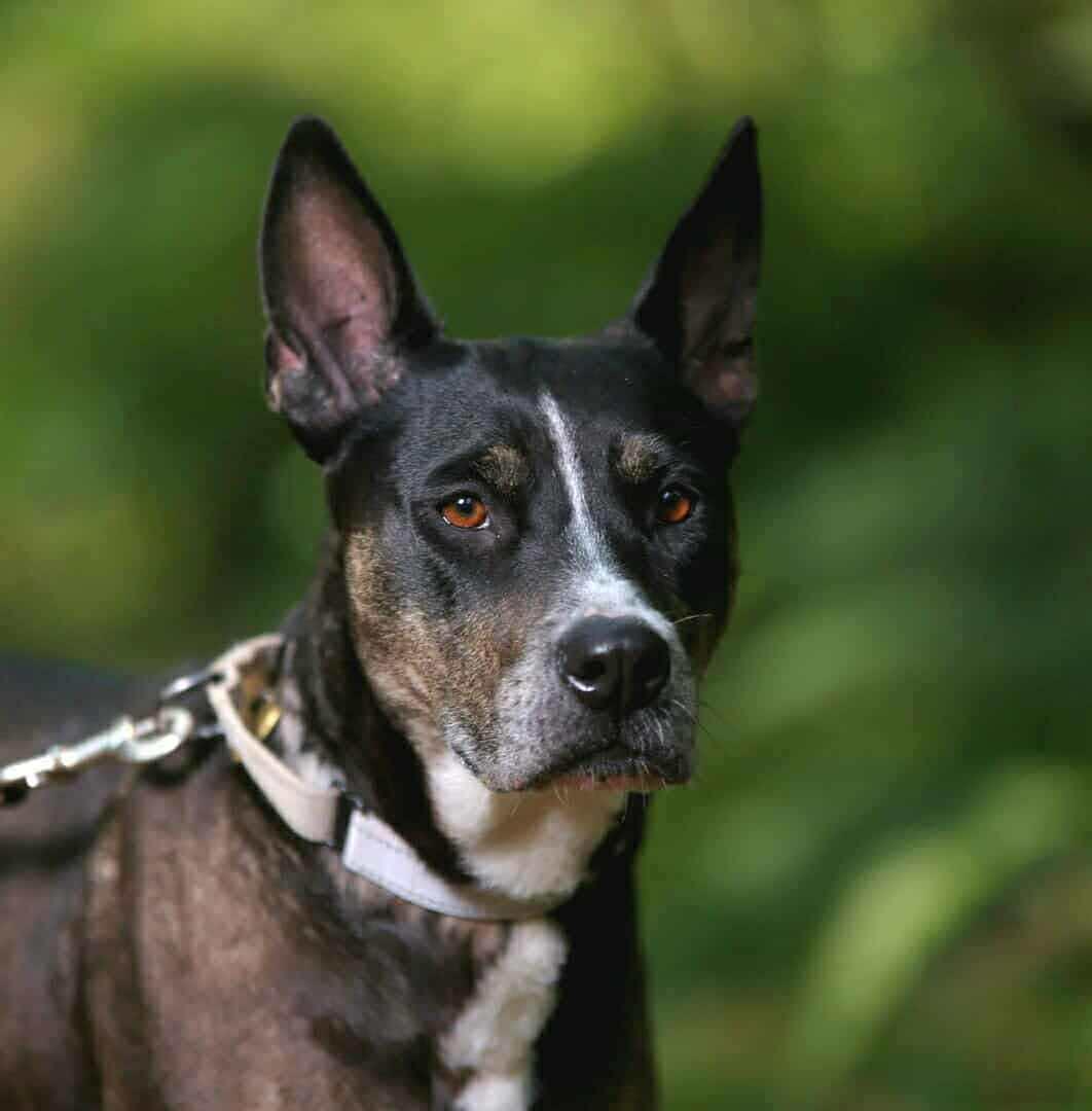 Enlarge Ravioli, a Adoptable Mixed Breed in Vancouver, WA image 4/5