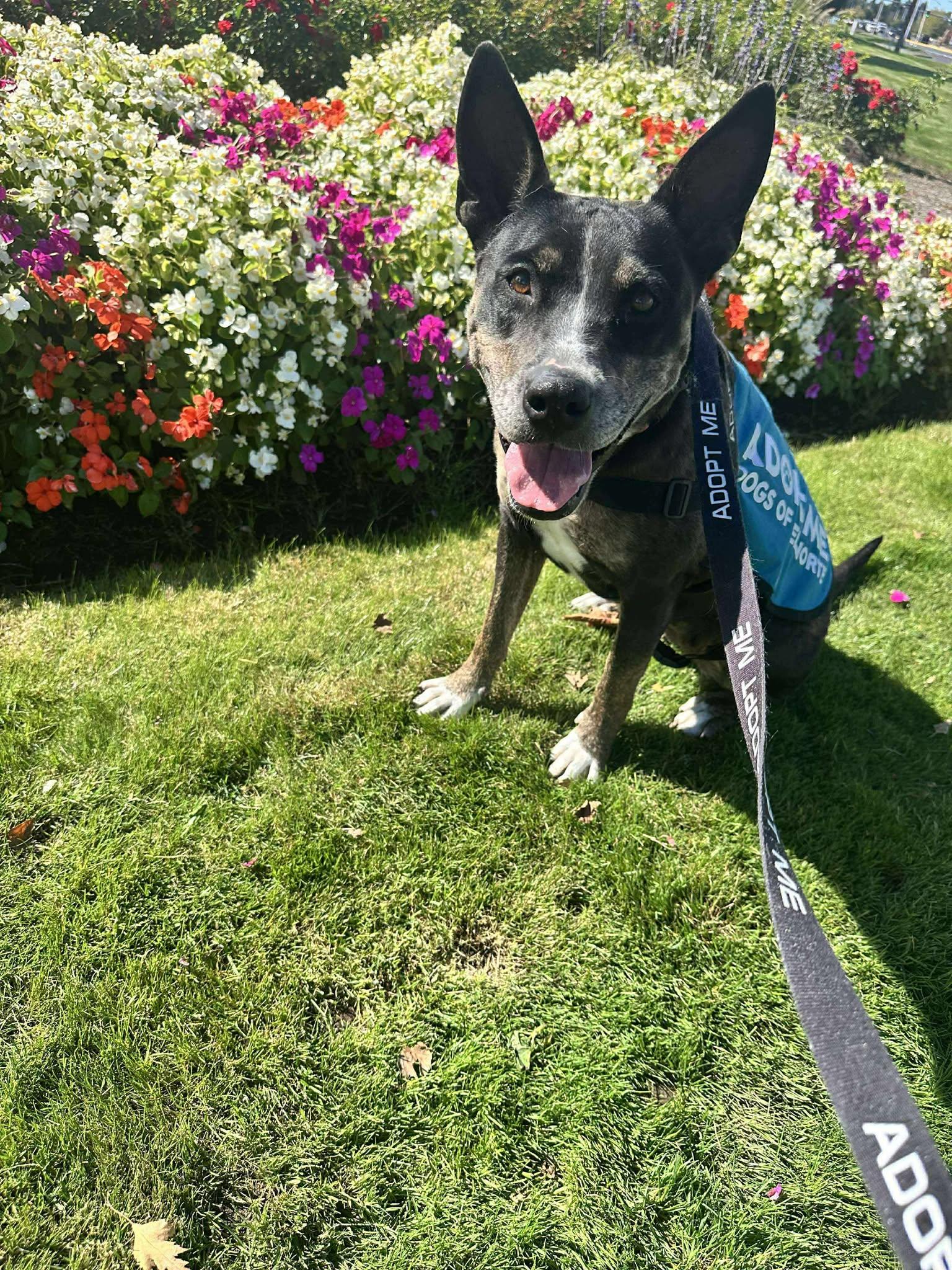 Enlarge Ravioli, a Adoptable Mixed Breed in Vancouver, WA image 5/5