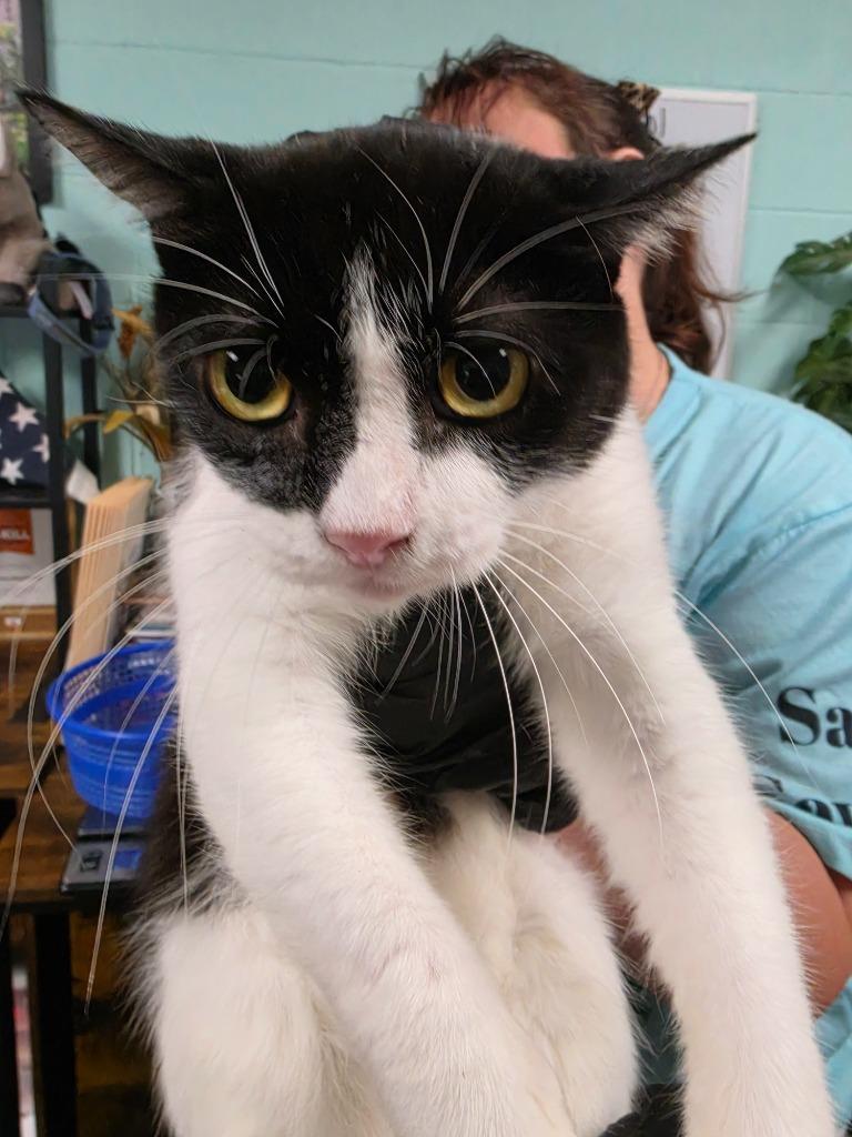 Enlarge Febuary, a Adoptable mixed breed in Rockport, TX image 2/2