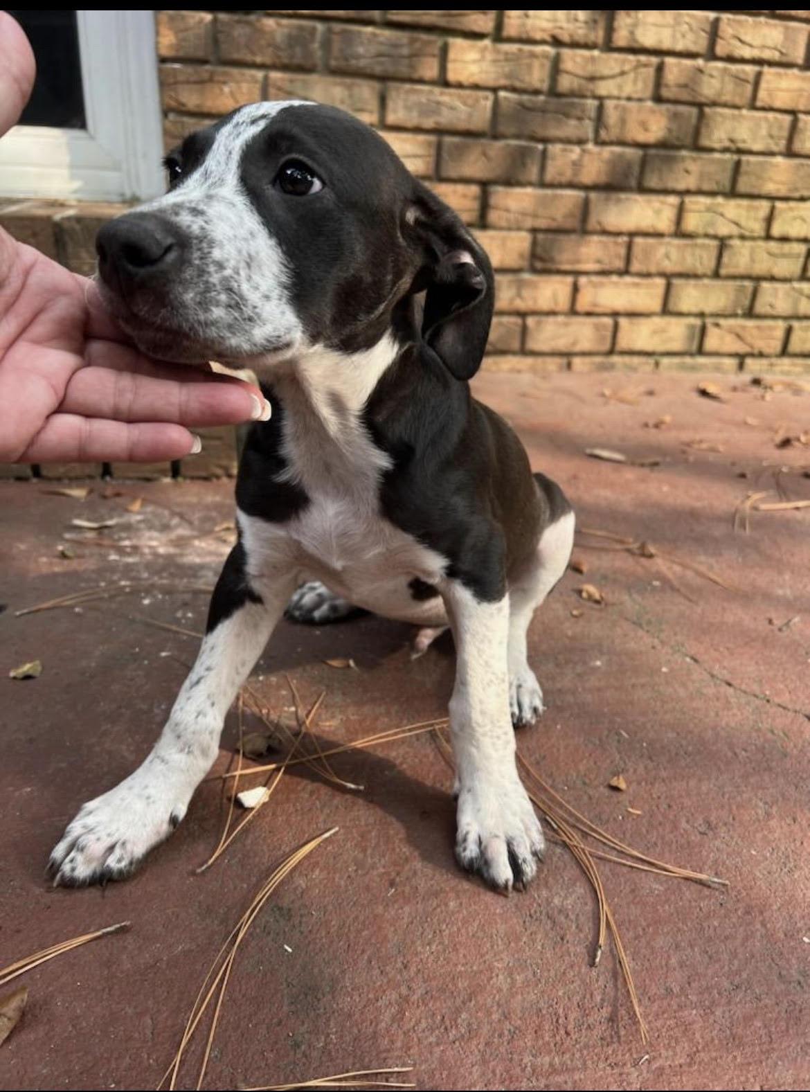Samson (CL 2023), Adoptable, Young Male Hound.