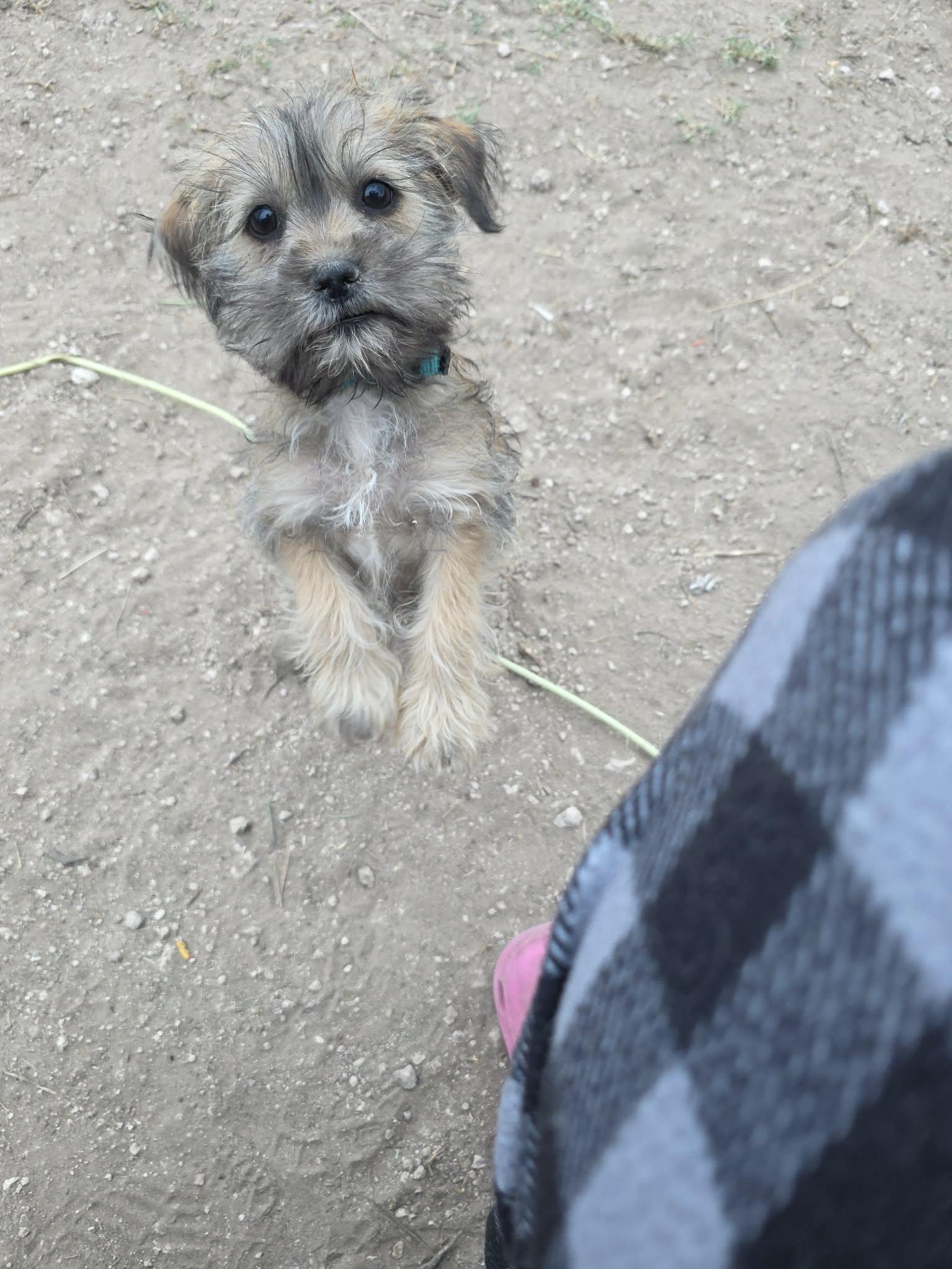 Enlarge Leather, an adopted mixed breed in Heiskell, TN image 4/4