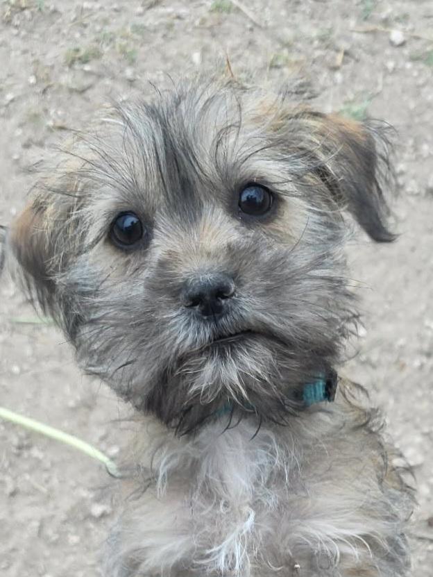 Enlarge Leather, an adopted mixed breed in Heiskell, TN image 2/4