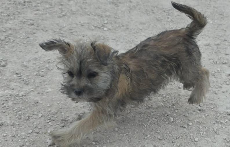 Leather, adopted, Puppy Male Shih Tzu & Miniature Schnauzer.