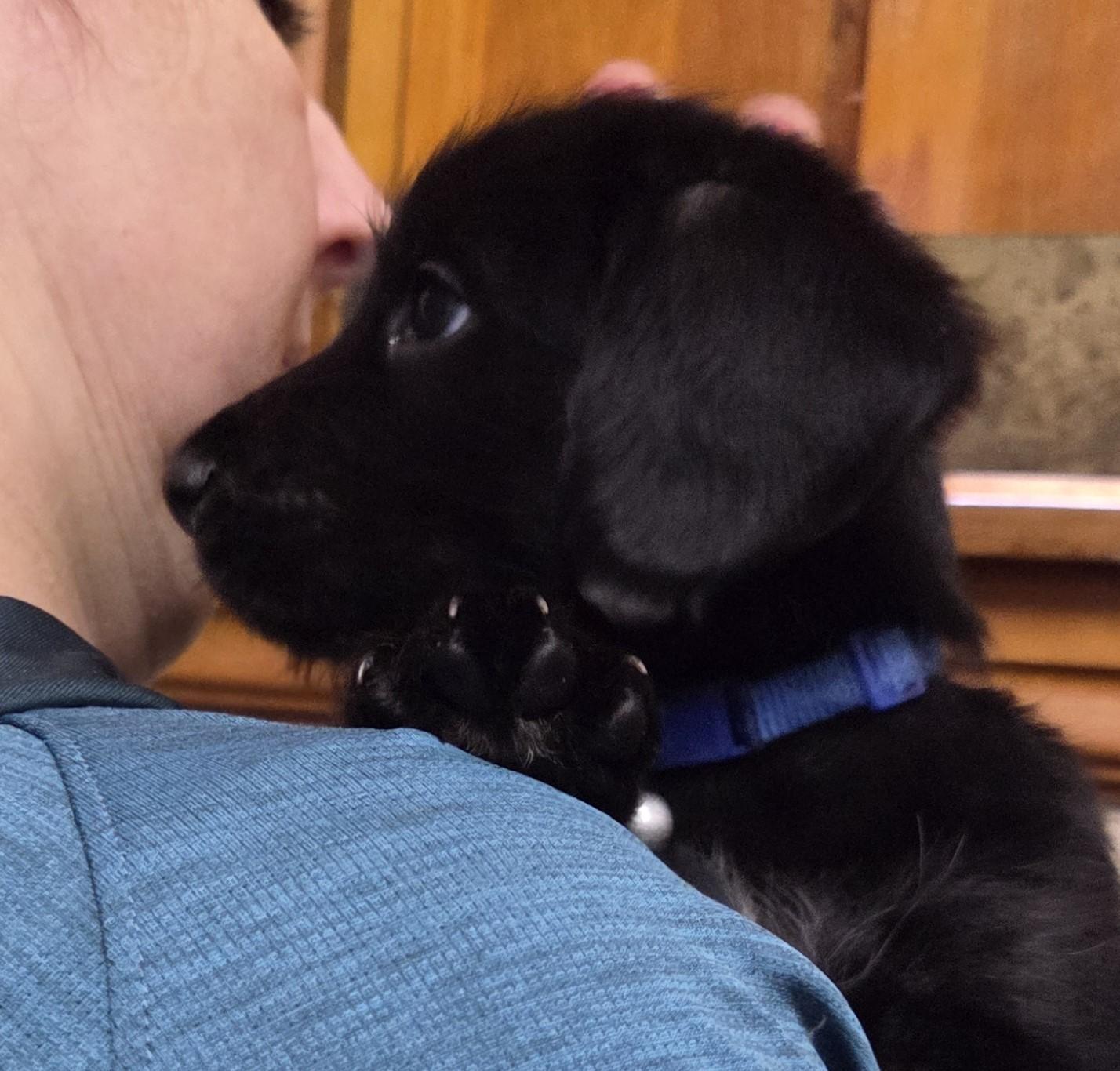 Enlarge Alfie, a ADOPTABLE mixed breed in Saint Paul, MN image 3/6