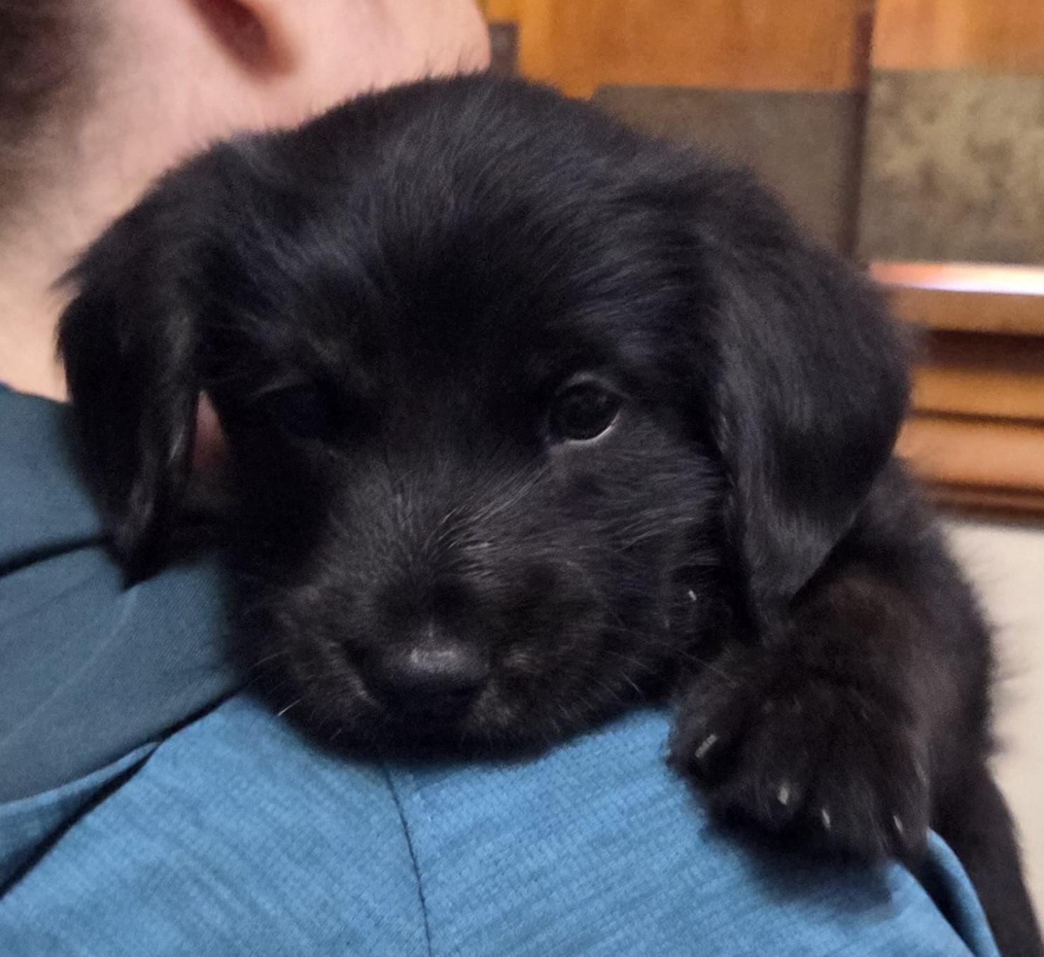 Enlarge Alfie, a ADOPTABLE mixed breed in Saint Paul, MN image 1/6