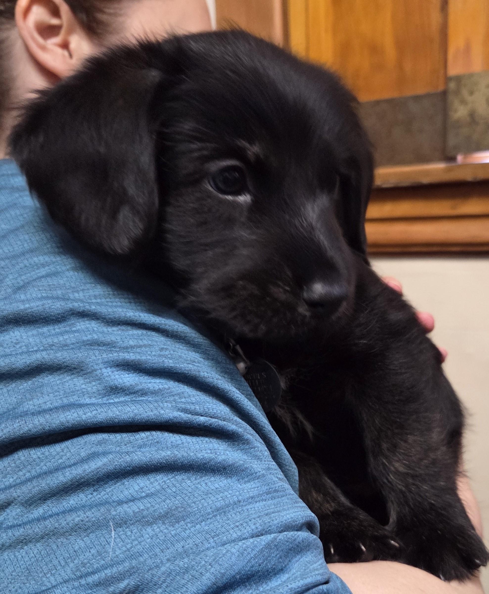 Enlarge Alfie, a ADOPTABLE mixed breed in Saint Paul, MN image 4/6