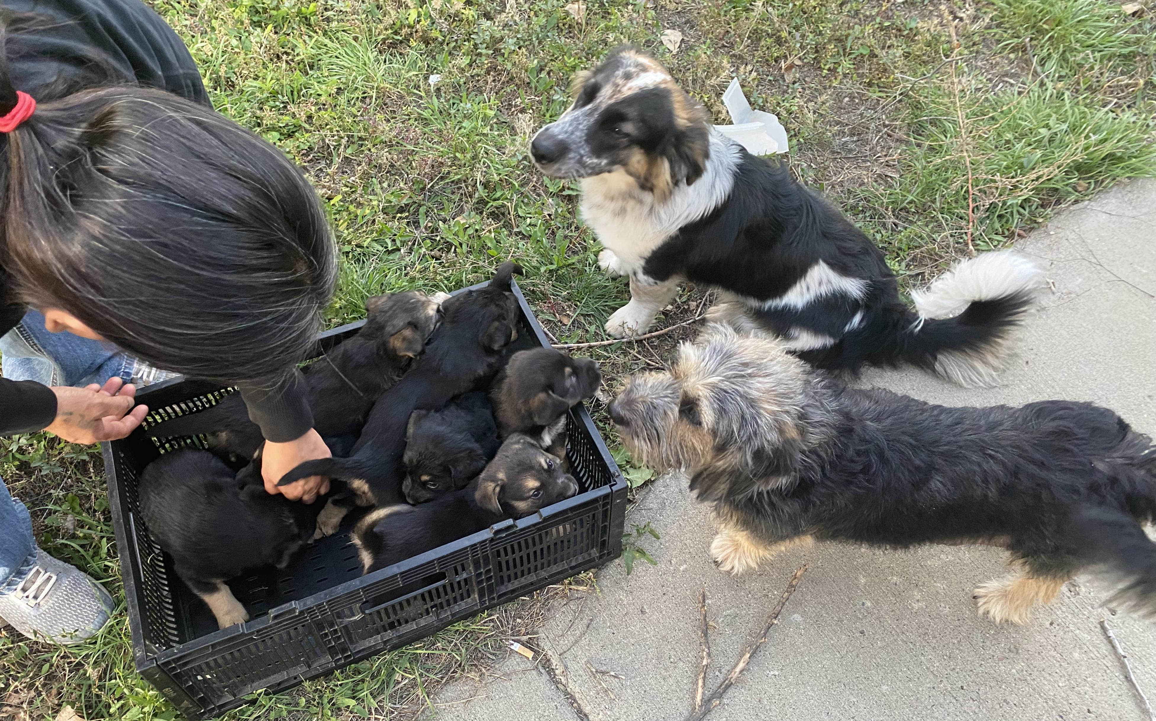 Enlarge Alfie, a ADOPTABLE mixed breed in Saint Paul, MN image 6/6