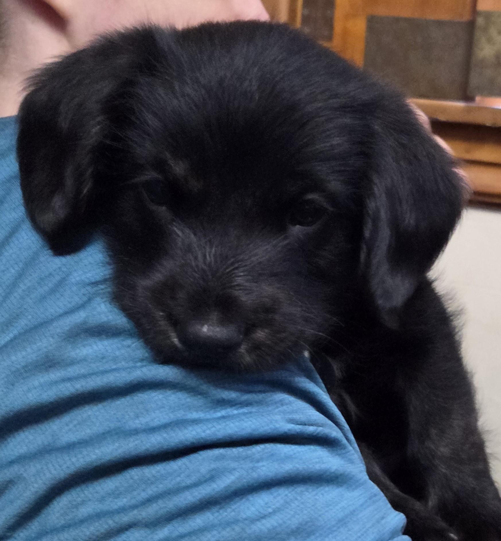 Enlarge Alfie, a ADOPTABLE mixed breed in Saint Paul, MN image 2/6