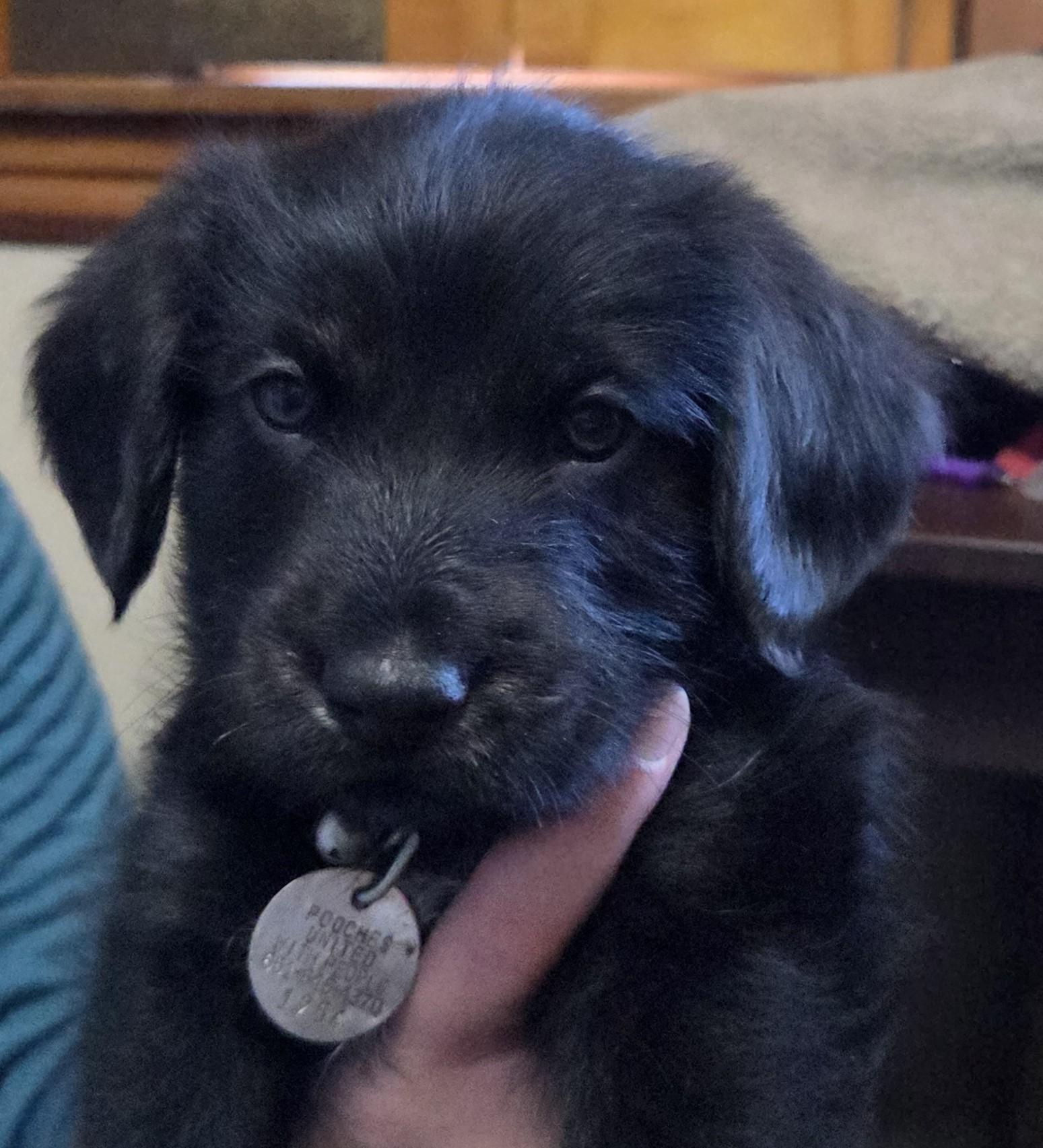 Enlarge Alfie, a ADOPTABLE mixed breed in Saint Paul, MN image 5/6