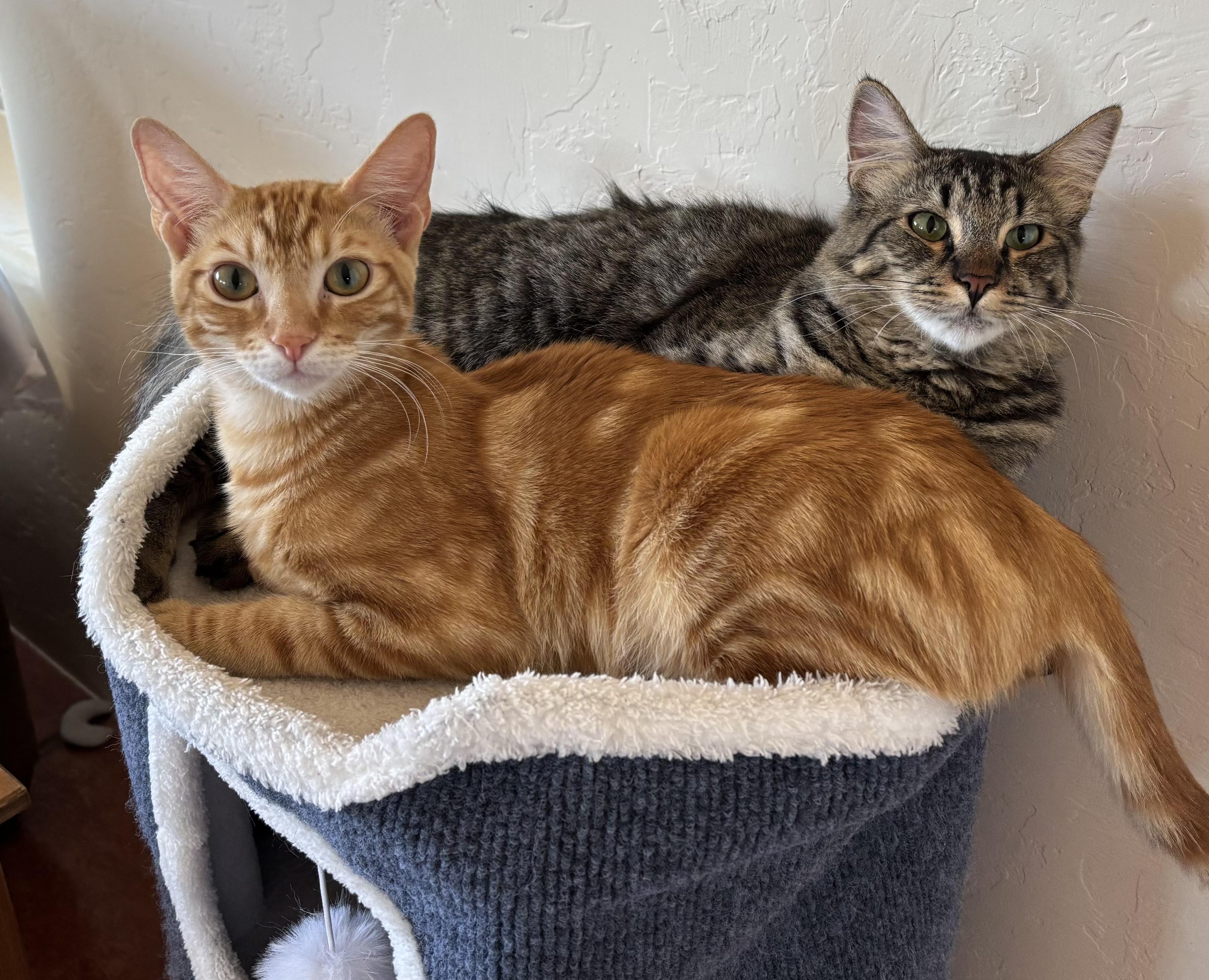 Enlarge Lynn, an adoptable Domestic Medium Hair in Sierra Vista, AZ image 4/6