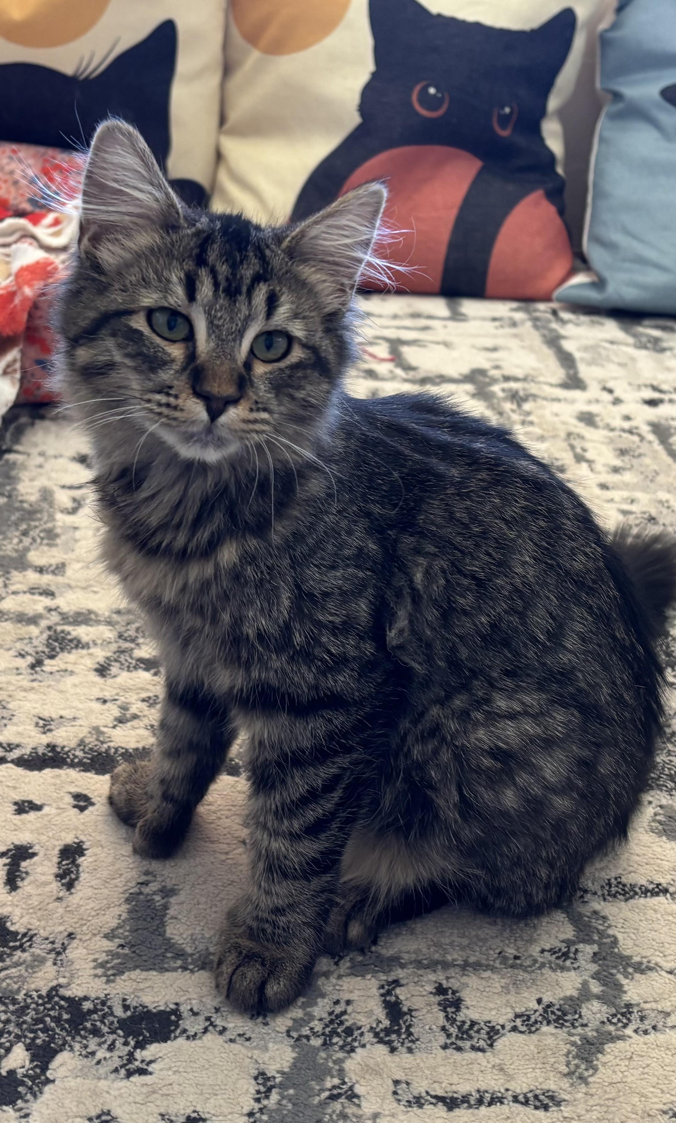 Enlarge Lynn, a ADOPTABLE Domestic Medium Hair in Sierra Vista, AZ image 2/3