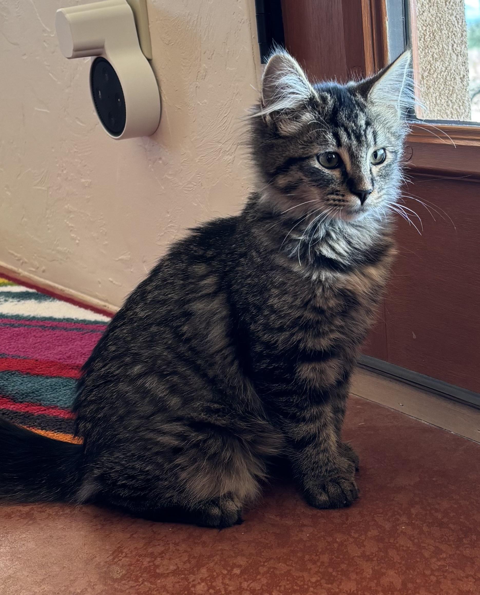 Lynn, ADOPTABLE, Young Female Domestic Medium Hair.