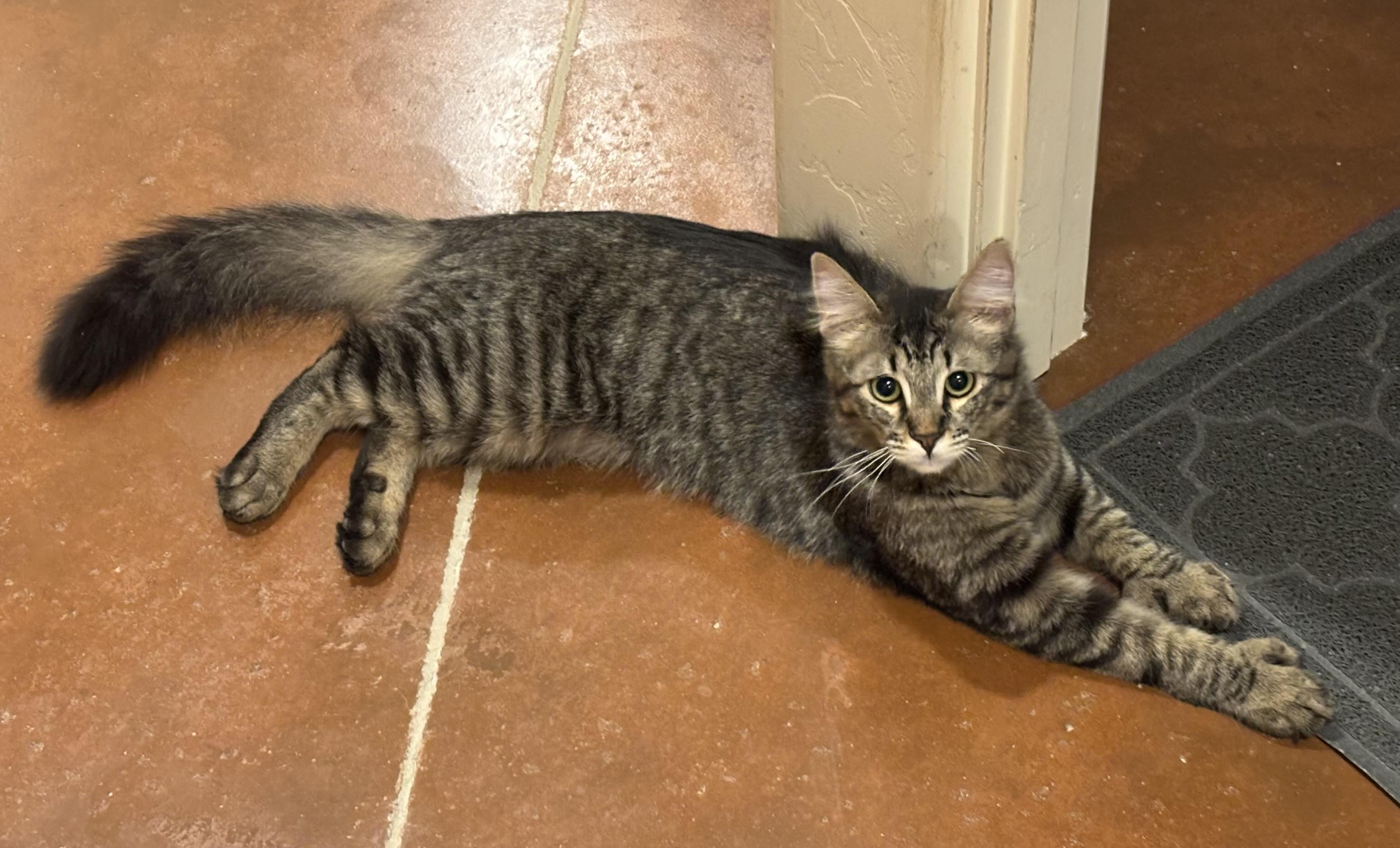 Lynn, adoptable, Young Female Domestic Medium Hair.