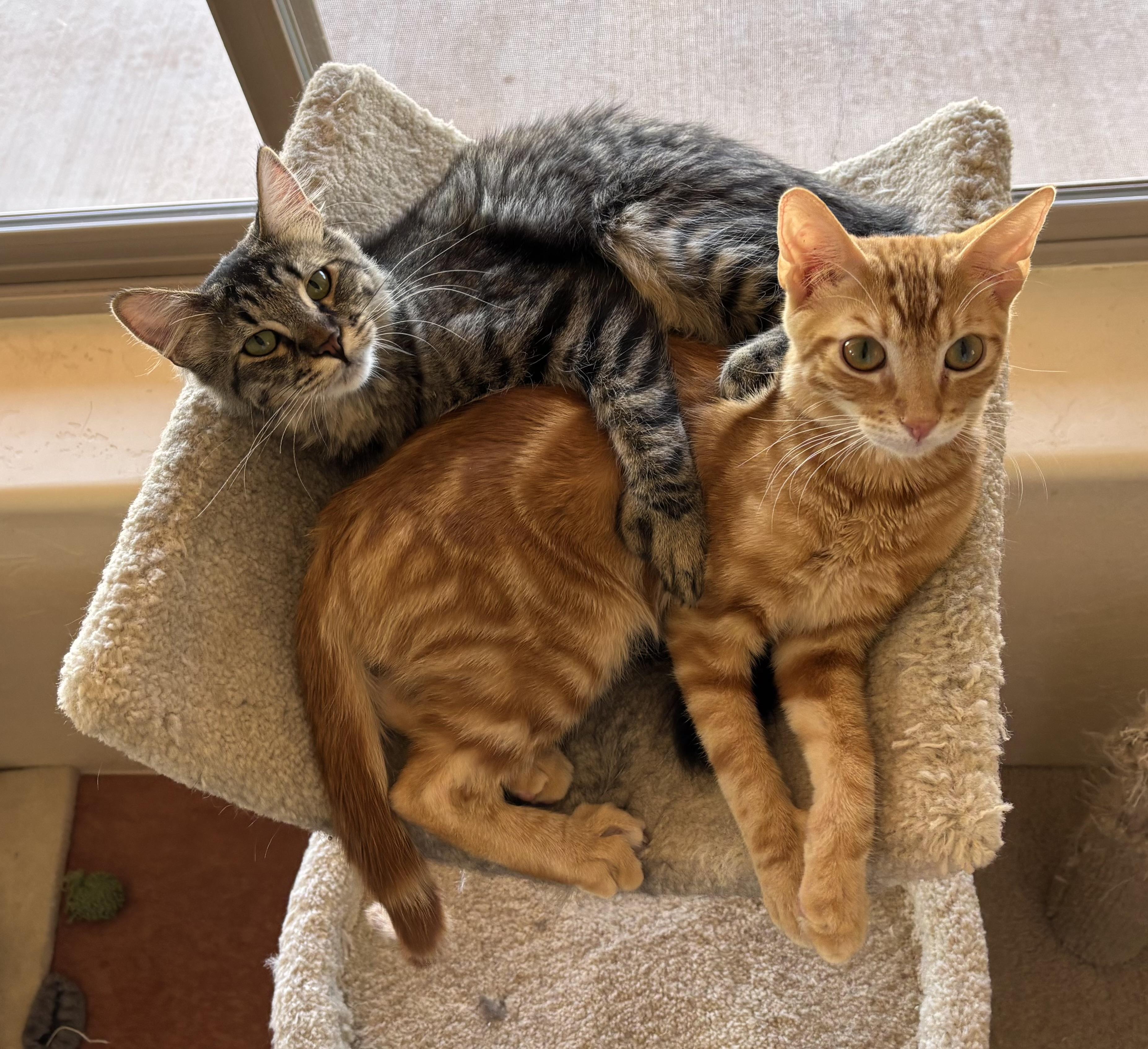 Enlarge Lynn, an adoptable Domestic Medium Hair in Sierra Vista, AZ image 5/6