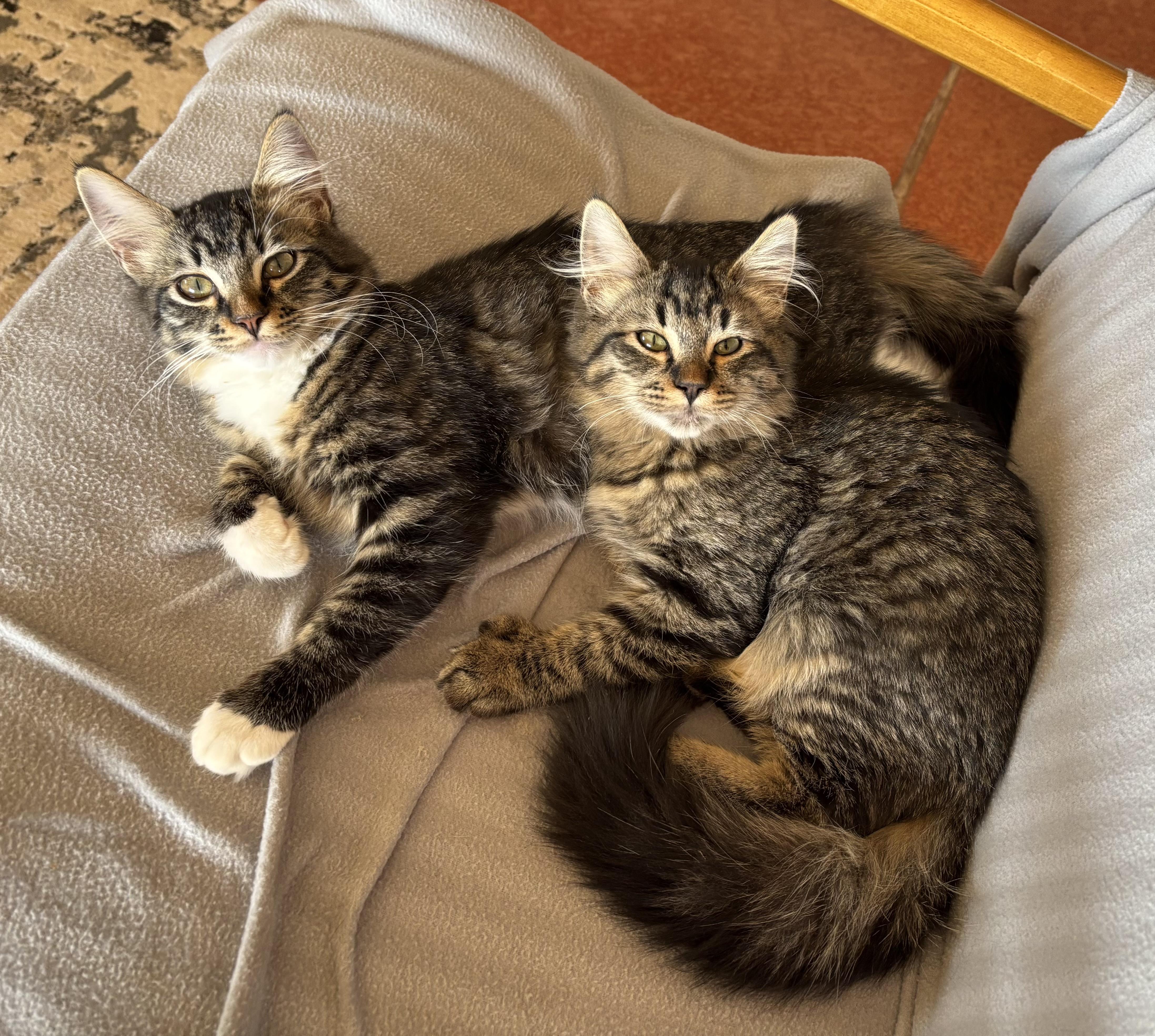 Enlarge Lynn, a ADOPTABLE Domestic Medium Hair in Sierra Vista, AZ image 3/3