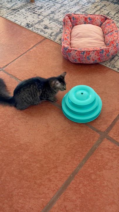 Enlarge Lynn, an adoptable Domestic Medium Hair in Sierra Vista, AZ video 2/5