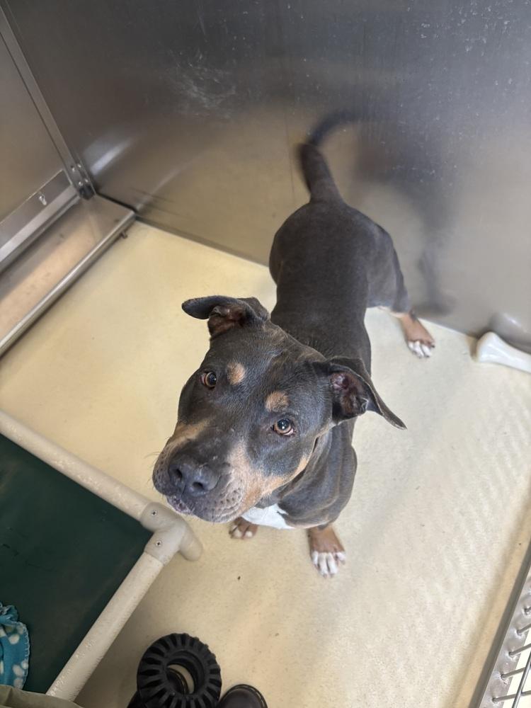 River, Adoptable, Adult Female Staffordshire Bull Terrier.