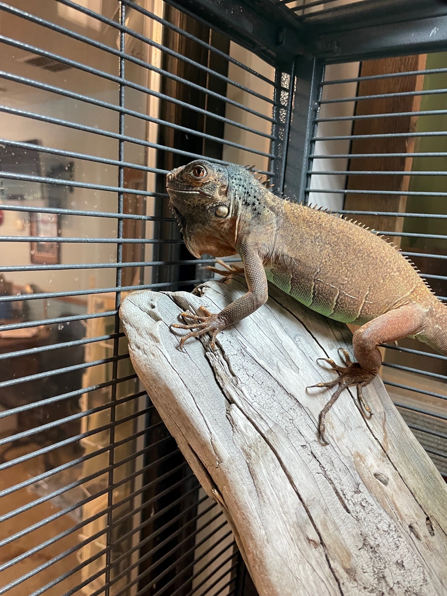 Karen, a Adoptable Iguana in Quilcene, WA image 1/4
