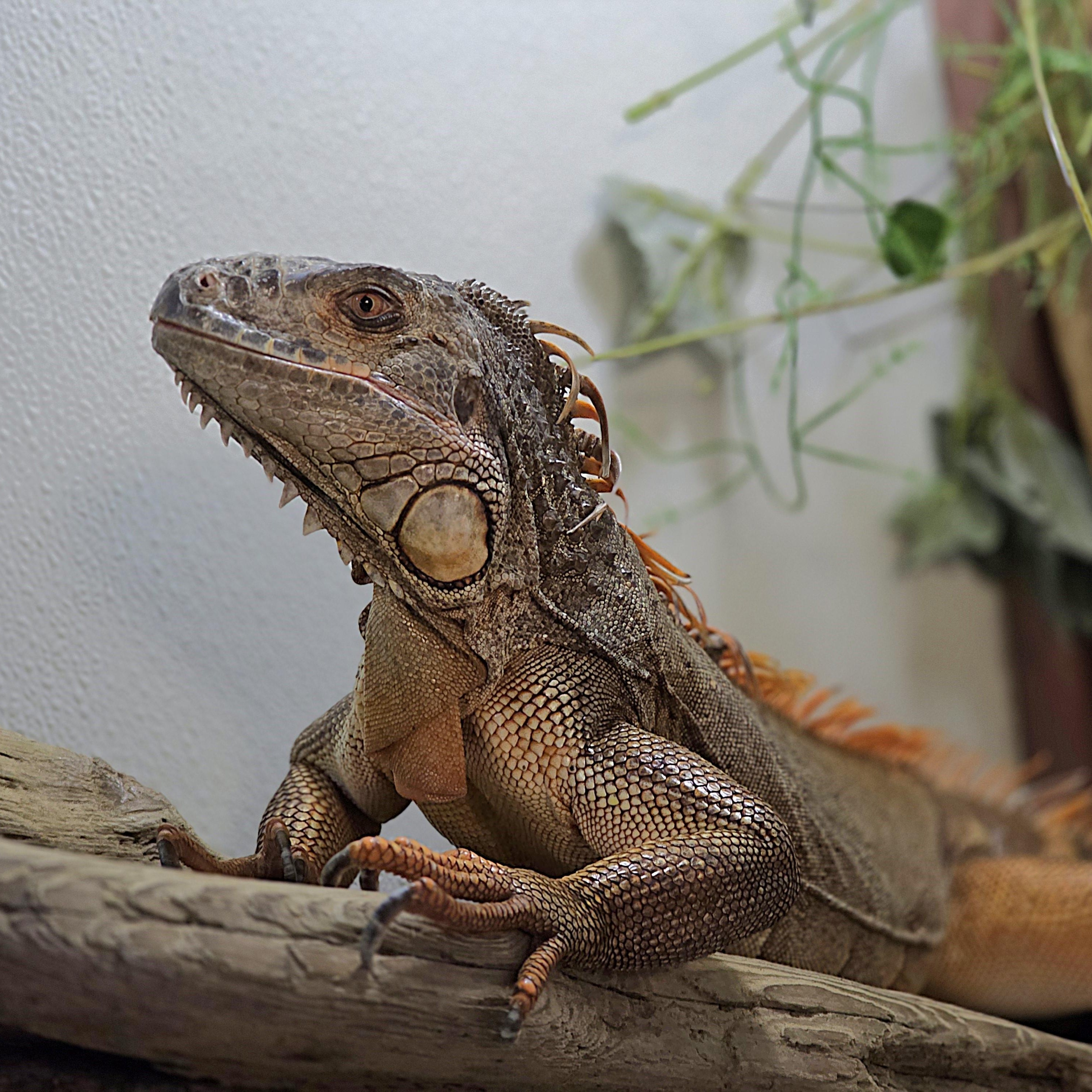 Enlarge Karen, a Adoptable Iguana in Quilcene, WA image 1/3