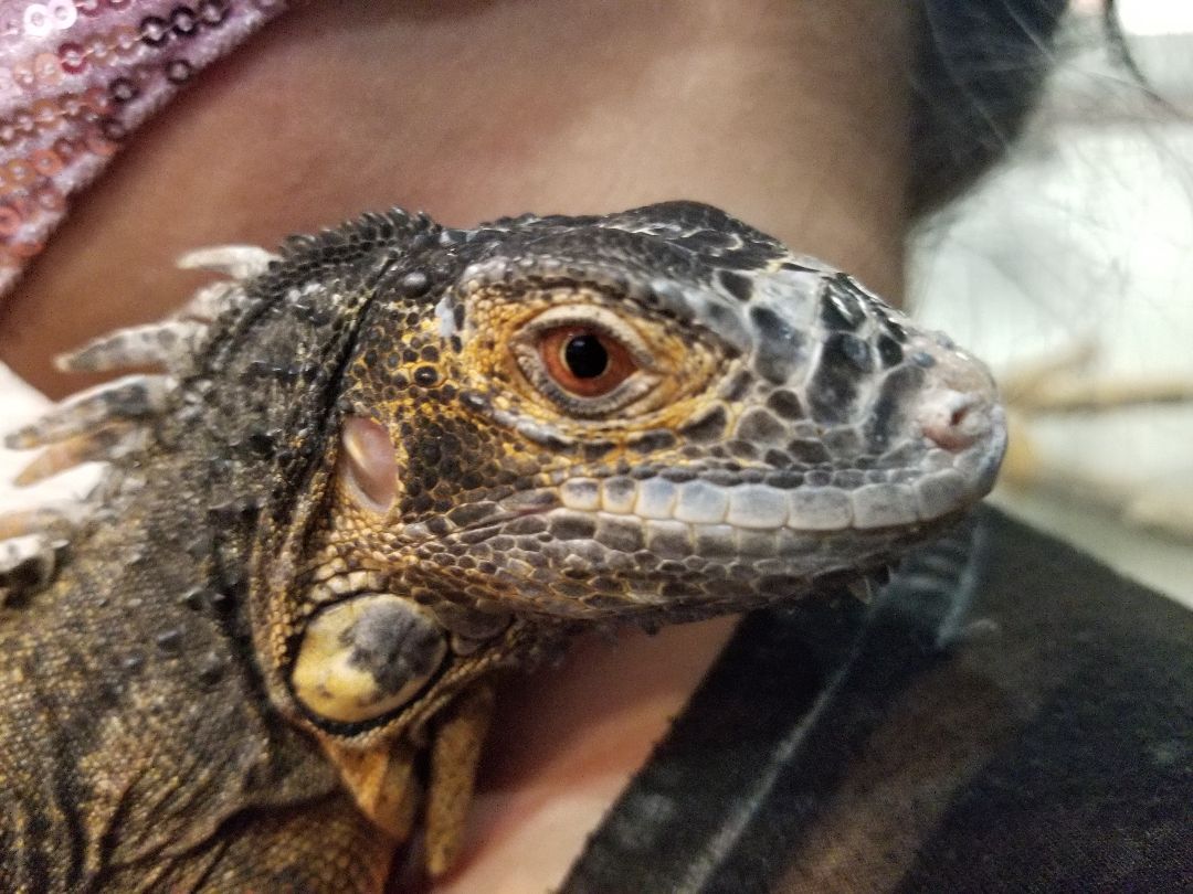 Karen, a Adoptable Iguana in Quilcene, WA image 2/4